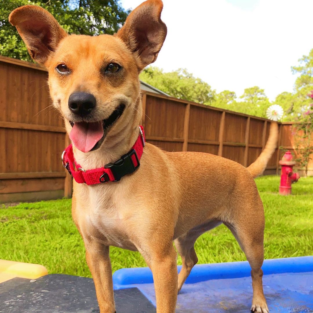 Harper is available! She is a sweet 18 lbs chihuahua mix ready for a home! She loves people, loves fun, and loves to be loved! Meet Harper today! Adoptions open from 11-3. <a target='_blank' href='https://www.instagram.com/explore/tags/abandonedanimalrescue/'>#abandonedanimalrescue</a> <a target='_blank' href='https://www.instagram.com/explore/tags/givingpawsahelpinghand/'>#givingpawsahelpinghand</a> <a target='_blank' href='https://www.instagram.com/explore/tags/dogsofaar/'>#dogsofaar</a> <a target='_blank' href='https://www.instagram.com/explore/tags/pupper/'>#pupper</a> <a target='_blank' href='https://www.instagram.com/explore/tags/doggo/'>#doggo</a> <a target='_blank' href='https://www.instagram.com/explore/tags/rescue/'>#rescue</a> <a target='_blank' href='https://www.instagram.com/explore/tags/rescuedogs/'>#rescuedogs</a> <a target='_blank' href='https://www.instagram.com/explore/tags/shelterdog/'>#shelterdog</a> <a target='_blank' href='https://www.instagram.com/explore/tags/happydog/'>#happydog</a> <a target='_blank' href='https://www.instagram.com/explore/tags/gooddoggo/'>#gooddoggo</a> <a target='_blank' href='https://www.instagram.com/explore/tags/lovedogs/'>#lovedogs</a> <a target='_blank' href='https://www.instagram.com/explore/tags/puppies/'>#puppies</a> <a target='_blank' href='https://www.instagram.com/explore/tags/adopt/'>#adopt</a> <a target='_blank' href='https://www.instagram.com/explore/tags/adoptdontshop/'>#adoptdontshop</a> <a target='_blank' href='https://www.instagram.com/explore/tags/adoptable/'>#adoptable</a> <a target='_blank' href='https://www.instagram.com/explore/tags/conroetx/'>#conroetx</a> <a target='_blank' href='https://www.instagram.com/explore/tags/springtx/'>#springtx</a> <a target='_blank' href='https://www.instagram.com/explore/tags/katytx/'>#katytx</a> <a target='_blank' href='https://www.instagram.com/explore/tags/cypresstx/'>#cypresstx</a> <a target='_blank' href='https://www.instagram.com/explore/tags/houston/'>#houston</a> <a target='_blank' href='https://www.instagram.com/explore/tags/magnoliachamberofcommerce/'>#magnoliachamberofcommerce</a> <a target='_blank' href='https://www.instagram.com/explore/tags/magnoliatx/'>#magnoliatx</a> <a target='_blank' href='https://www.instagram.com/explore/tags/thewoodlands/'>#thewoodlands</a> <a target='_blank' href='https://www.instagram.com/explore/tags/chihuahua/'>#chihuahua</a> <a target='_blank' href='https://www.instagram.com/explore/tags/chihuahuamix/'>#chihuahuamix</a> <a target='_blank' href='https://www.instagram.com/explore/tags/chihuahualife/'>#chihuahualife</a>