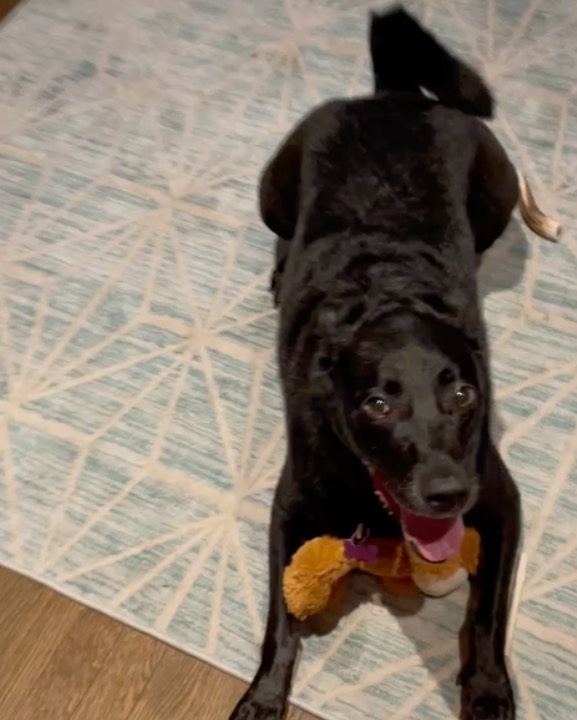 Smiiiiile if you want to be in your forever home in time for the holidays! ❤️ Rena is the sweetest gal who has come so far in foster care. When she first arrived she was pretty shut down, but these days she’s a social butterfly. She is doing well meeting new friends and loves going to our foster playgroup where she gets to hangout with other dog pals! Checkout her bio at onetail.org and apply to meet this silky soft cutie!