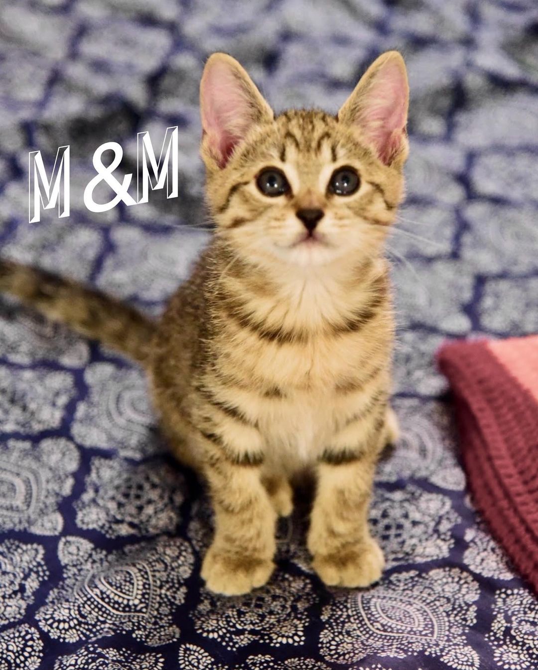 Our candy litter is officially available for adoption 🍭🍫 KitKat, M&M, and Kisses are just as sweet as their names suggest! They are healthy, social, and ready to come home with you! So what are you waiting for? Apply to adopt these sweeties today 😻