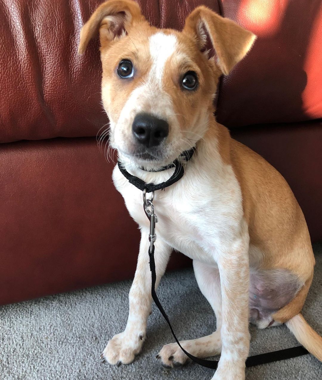 “This is Bashe - Bella’s (Jenna’s) mama! I had seen a post on social media that there was an adoption event being held at a Subaru in Brewster & that Bella would be in attendance. 

I read her background story and was immediately drawn to the idea of adopting her. So I figured I would make the drive up to check it out, meet & greet other doggies and play it by ear, not really in the mindset of committing to adopting. 

So when I arrived, I said hello to a couple of other dogs but saw Bella out of the corner of my eye.

I went over, and the volunteer said I should pick her up and say hello. As soon as I picked her up, Bella rested her head on my shoulder so sweetly & calmly. I was hooked then and there. 

We walked together a little bit, and I sat down on the floor; & Bella just plopped right into my lap, laid her head right over my leg, and let me pet her for about 15 minutes straight. 

I could sense she was the literal definition of a sweetheart but also simultaneously resilient! I felt this intangible connection as she rested in my lap, not entirely sure how to describe it ~ & the rest is history!
 
Life now with her is fantastic - she is the sweetest, most well-behaved, and social puppy I’ve ever encountered! We go on runs by the bay together, say hello to everybody & every dog we pass by, she is an absolute pleasure. 

Many people don’t realize and are shocked when they find out she is a tripod after taking a break from running full speed with me and jumping up excitedly and kissing them. Her abilities are endless & she is extraordinary. I genuinely love and adore her.”

❤️ Save the date for November 30th for our Giving Tuesday fundraiser. There are so many deserving charities out there to support, and we commend them all. 

Will you consider us on Giving Tuesday and help our animals in need?

<a target='_blank' href='https://www.instagram.com/explore/tags/Happytales/'>#Happytales</a>
<a target='_blank' href='https://www.instagram.com/explore/tags/Adoptdontshop/'>#Adoptdontshop</a>
<a target='_blank' href='https://www.instagram.com/explore/tags/Givingtuesday/'>#Givingtuesday</a>
<a target='_blank' href='https://www.instagram.com/explore/tags/Becausetheymatter/'>#Becausetheymatter</a>