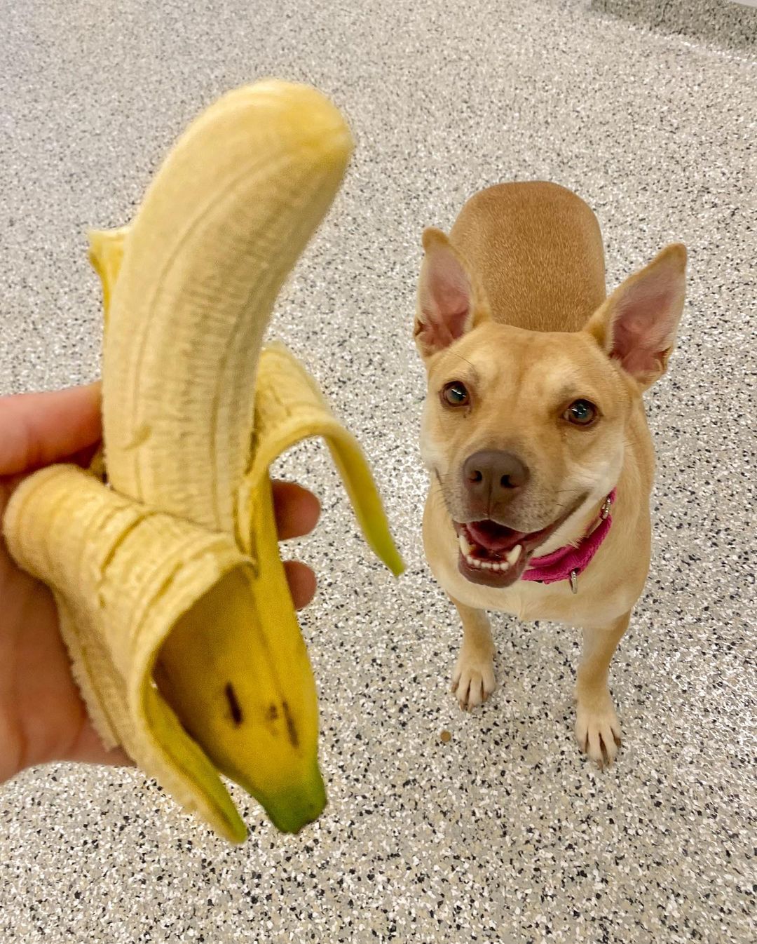 (Banana for scale) Adopt your very own Petite Pocket Pittie! Okay, maybe she’s not THAT small, but at 35 pounds, Miss Evie is at a lovely 