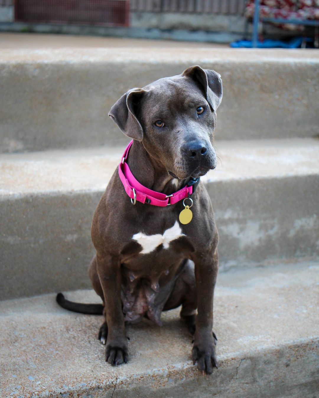 Holiday chaos got you in a tizzy? Sounds like you could use some Harmony in your life. This gorgeous gal has a soft, chocolate coat and is just as sweet. She loves to stick right by her humans but promises not to throw you off balance. Harmony is perfect since she loves all people and pups, big or small. She's also already housebroken, crate trained, and knows basic commands. Adopt Harmony today and spend your holidays in perfect key!

She is about 4 years old and weighs 52 lbs. <a target='_blank' href='https://www.instagram.com/explore/tags/gpgHarmony/'>#gpgHarmony</a> <a target='_blank' href='https://www.instagram.com/explore/tags/adoptme/'>#adoptme</a>