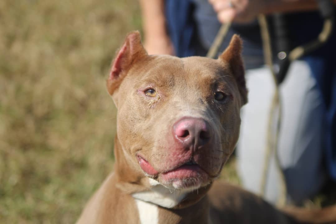 We want to thank @konnerallophotography for sharing her time and talents at the Vermilion Parish Shelter yesterday! These animals need all the publicity they can get to be seen and saved. We love working with local photographers, especially when the pictures are as beautiful as these 😍 📸 Give her a follow to help us show our thanks ❤️🐾