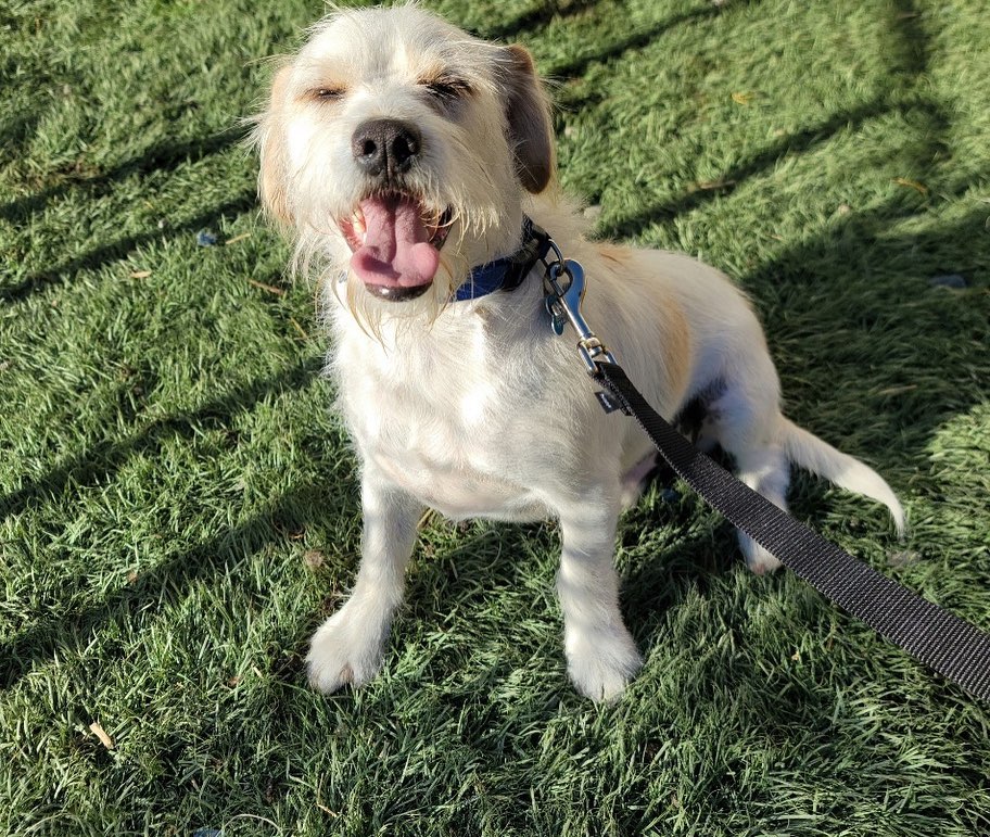 All of the pups you see here are hanging out at @petfoodexpress in Palo Alto today from 12-3pm for our biweekly M&G event! Come on down to give them some pets and maybe fall in love with your new fur-baby! <a target='_blank' href='https://www.instagram.com/explore/tags/adoptdontshop/'>#adoptdontshop</a> <a target='_blank' href='https://www.instagram.com/explore/tags/homesfortheholidays/'>#homesfortheholidays</a> <a target='_blank' href='https://www.instagram.com/explore/tags/rescuedogs/'>#rescuedogs</a> <a target='_blank' href='https://www.instagram.com/explore/tags/rescuedismyfavoritebreed/'>#rescuedismyfavoritebreed</a> <a target='_blank' href='https://www.instagram.com/explore/tags/puppylove/'>#puppylove</a> <a target='_blank' href='https://www.instagram.com/explore/tags/rescuemutts/'>#rescuemutts</a> <a target='_blank' href='https://www.instagram.com/explore/tags/adoptionislove/'>#adoptionislove</a> 🐾❤️