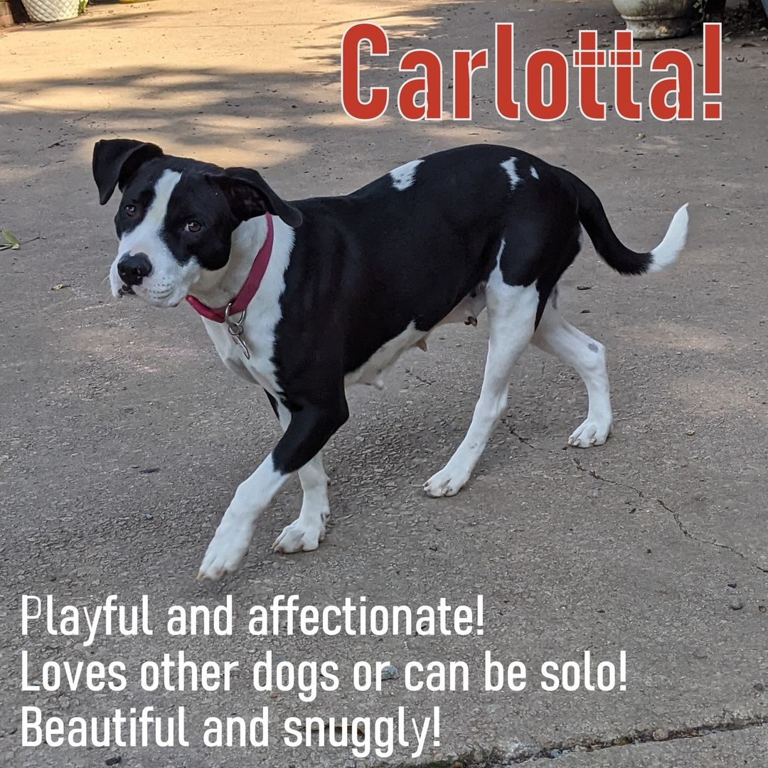 This pretty girl loves her some activity but can also entertain herself with a good chew toy! Carlotta is looking for a place that can match her activity level--and  her chill mode, since she's an expert at both! She's known for her funny sleep positions! :) To meet her, fill out an adoption request, link in bio!
<a target='_blank' href='https://www.instagram.com/explore/tags/sgadoptme/'>#sgadoptme</a> <a target='_blank' href='https://www.instagram.com/explore/tags/savinggracenc/'>#savinggracenc</a> <a target='_blank' href='https://www.instagram.com/explore/tags/labmix/'>#labmix</a>