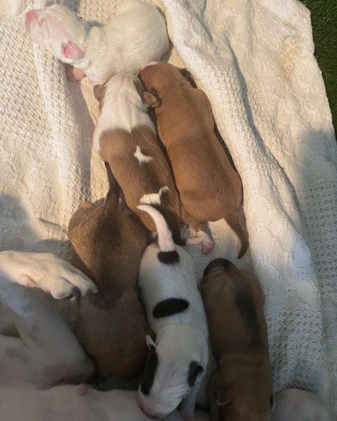 PUPDATE: Hanna and her pups are doing great! They are six days old today and growing fast!  We could not be more proud if our sweet mama Hanna, she is crushing motherhood. 

<a target='_blank' href='https://www.instagram.com/explore/tags/puppies/'>#puppies</a> <a target='_blank' href='https://www.instagram.com/explore/tags/sixdaysold/'>#sixdaysold</a> <a target='_blank' href='https://www.instagram.com/explore/tags/pupdate/'>#pupdate</a>