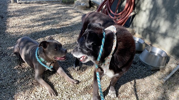Just a couple of playful seniors having a meet and greet. Both ASIA and IVANNA are ready to be adopted. Fill out an application on our website 🐶<a target='_blank' href='https://www.instagram.com/explore/tags/SeniorSunday/'>#SeniorSunday</a> <a target='_blank' href='https://www.instagram.com/explore/tags/ddrasia/'>#ddrasia</a> <a target='_blank' href='https://www.instagram.com/explore/tags/ddrivanna/'>#ddrivanna</a>
<a target='_blank' href='https://www.instagram.com/explore/tags/adoptdontshop/'>#adoptdontshop</a> 
<a target='_blank' href='https://www.instagram.com/explore/tags/ddrkennel/'>#ddrkennel</a>