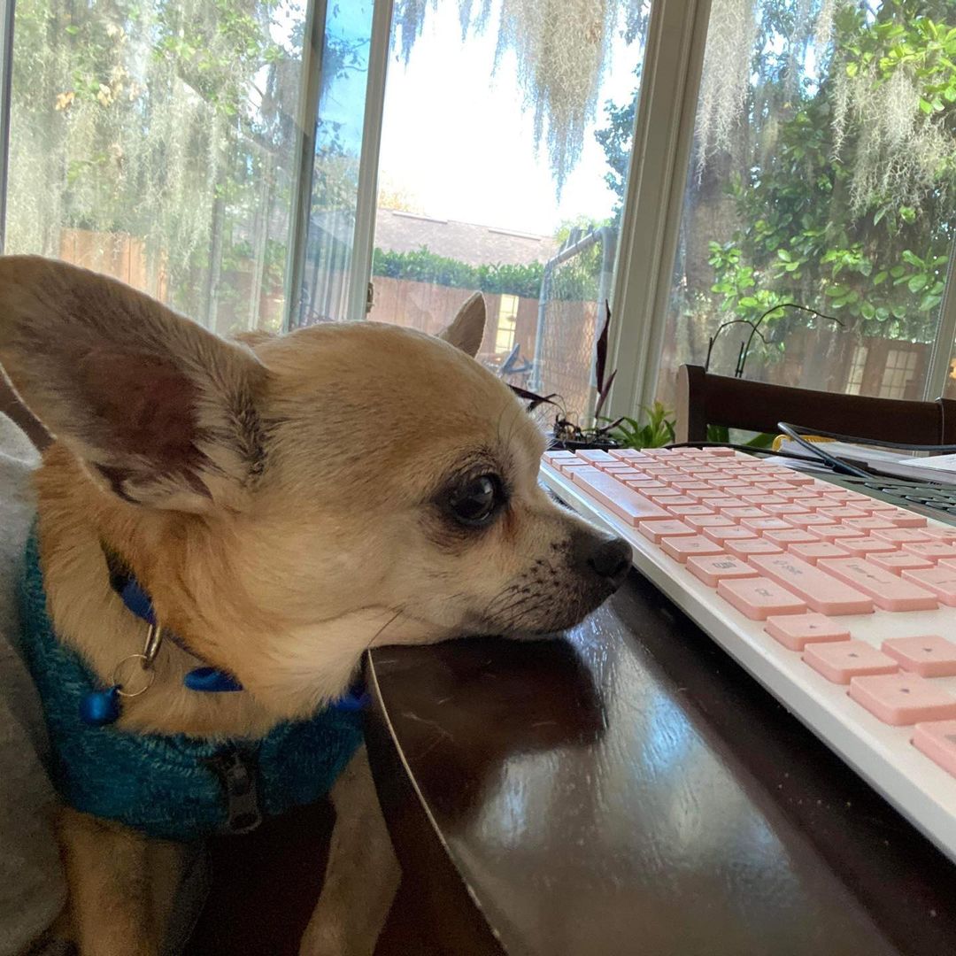 Little old-man Brady is safe with F.U.R.!
 
On Monday last week, we received word from Pookey at Putnam County that a senior citizen had come to surrender their 15 year old chihuahua, recognizing they were unable to care for him any longer. This little Romeo swept us off our feet with his no-teeth, shivering chi energy. He was understandably afraid, as he processed the scary reality that he wasn’t going back to the only home we think he had ever known. 

You’re safe with us now little guy! ♥️♥️♥️