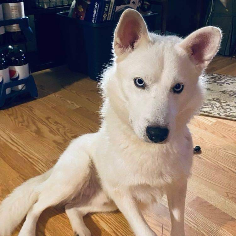 Bear is a 2 year old Samoyed Husky mix.  He is a super sweet boy that loves to cuddle.  He is good with Dogs, cats, and kids.

Apply online at the website below:

https://petlover.petstablished.com/pets/public/1228801