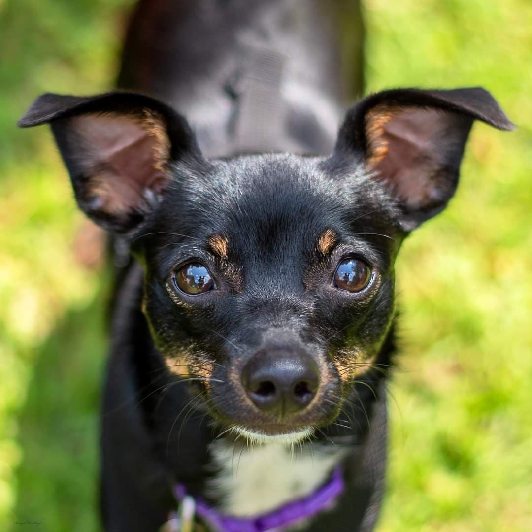 Dixie is a 1 yr old, 10 lb. female Chi/MinPin mix.  Spayed, microchipped, up-to-date on vaccines, and heartworm negative.  She is a people friendly little diva dog and would like to be the only dog/queen of you heart!  Good vet history, a fenced yard and a live or virtual home visit will be required for approval.  Fee: $250. 
 Apply online:  http://secondchancedogrescuela.org/.../adoption-application/. Thank you for sharing this pet.

📷 @bridgethmayo 

<a target='_blank' href='https://www.instagram.com/explore/tags/scdrla/'>#scdrla</a> <a target='_blank' href='https://www.instagram.com/explore/tags/adoptdontshop/'>#adoptdontshop</a> <a target='_blank' href='https://www.instagram.com/explore/tags/stopeuthanasia/'>#stopeuthanasia</a> <a target='_blank' href='https://www.instagram.com/explore/tags/rescuedogsofinstagram/'>#rescuedogsofinstagram</a> <a target='_blank' href='https://www.instagram.com/explore/tags/rescuerocks/'>#rescuerocks</a> <a target='_blank' href='https://www.instagram.com/explore/tags/rescuerehabrehome/'>#rescuerehabrehome</a> <a target='_blank' href='https://www.instagram.com/explore/tags/spayandneuteryourpets/'>#spayandneuteryourpets</a> <a target='_blank' href='https://www.instagram.com/explore/tags/unconditionallove/'>#unconditionallove</a> <a target='_blank' href='https://www.instagram.com/explore/tags/puppylove/'>#puppylove</a> <a target='_blank' href='https://www.instagram.com/explore/tags/fosteringsaveslives/'>#fosteringsaveslives</a> <a target='_blank' href='https://www.instagram.com/explore/tags/dogsofinstagram/'>#dogsofinstagram</a> <a target='_blank' href='https://www.instagram.com/explore/tags/goteamsecondchancebr/'>#goteamsecondchancebr</a>