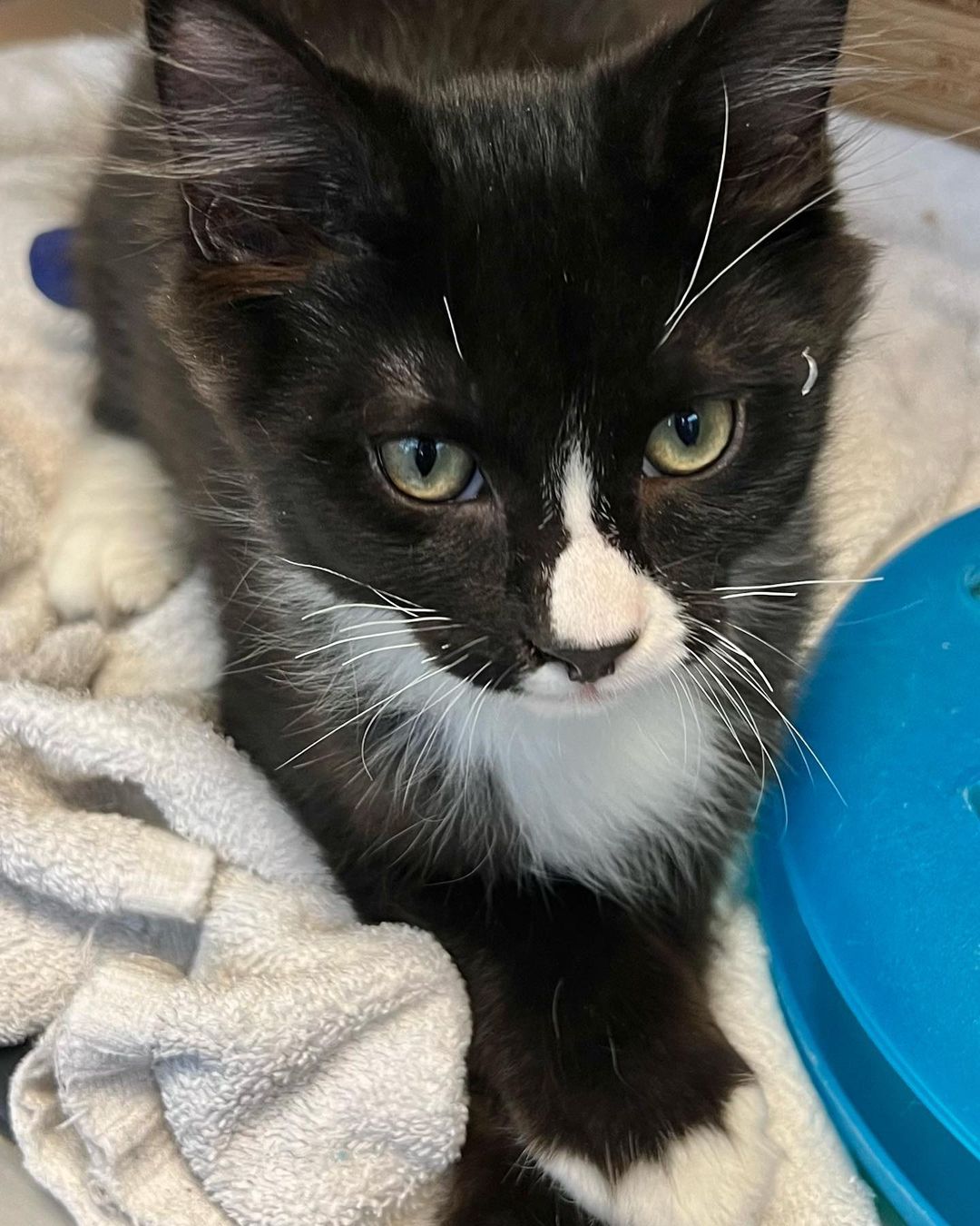 Joey, Donna, Phoenix, and Penguin are adorable kittens. These cuties are all available for adoption. Email catadopt@pawsbink.org or go to Petango.com to set up a meet and greet appointment.
.
.
.
.
<a target='_blank' href='https://www.instagram.com/explore/tags/kittens/'>#kittens</a> <a target='_blank' href='https://www.instagram.com/explore/tags/adoptakittenortwo/'>#adoptakittenortwo</a> <a target='_blank' href='https://www.instagram.com/explore/tags/kittensofinstagram/'>#kittensofinstagram</a> <a target='_blank' href='https://www.instagram.com/explore/tags/adorablekittens/'>#adorablekittens</a> <a target='_blank' href='https://www.instagram.com/explore/tags/tuxedokittens/'>#tuxedokittens</a> <a target='_blank' href='https://www.instagram.com/explore/tags/longhairkitten/'>#longhairkitten</a> <a target='_blank' href='https://www.instagram.com/explore/tags/pawsbink/'>#pawsbink</a> <a target='_blank' href='https://www.instagram.com/explore/tags/kingstonwashington/'>#kingstonwashington</a> <a target='_blank' href='https://www.instagram.com/explore/tags/bainbridgeisland/'>#bainbridgeisland</a> <a target='_blank' href='https://www.instagram.com/explore/tags/poulsbowashington/'>#poulsbowashington</a> <a target='_blank' href='https://www.instagram.com/explore/tags/northkitsap/'>#northkitsap</a>