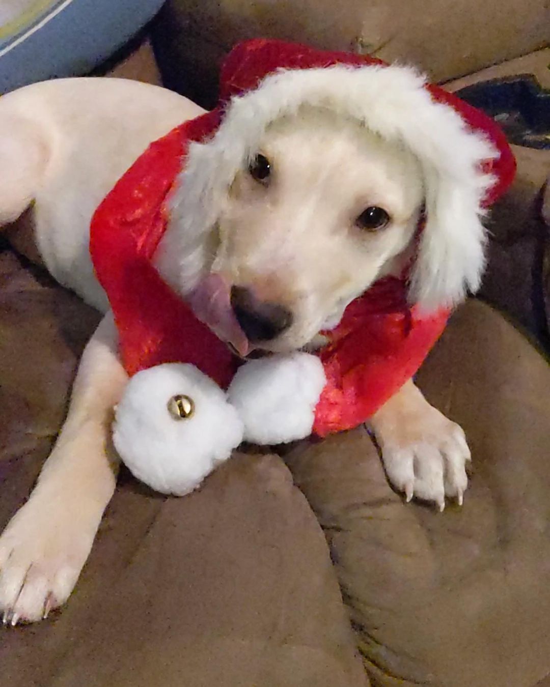 Butters is having a great time getting ready to deliver presents for Christmas 🤣🥰

💕
Get your applications in!
https://www.causendogrescue.org/adoption-application.html 
🐾
💕
🐾
We only do meet and greets for approved applications.

Adoption fee is $250.

All dogs will be Up-to-date on Shots, worming, Spayed/Neutered and Microchipped.  We will also do random, periodic vet checks to ensure all dogs adopted from us continue to have the best care.  We will check for any follow up visits needed and that they are on a monthly Heartworm Prevention.

If you rent or own a home, we prefer you to have a fenced in yard. 

Apartment living is also ok but prefer a fenced in area if close to the road.
All adults in the home will need to know they are getting a dog and will need to sign the adoption agreement.
We do not adopt to college students with multiple roommates. 
Military will need to provide a backup plan.
We require all pets in the home to be spay and/or neutered. Because too many dogs are being killed, due to there not being enough homes per dog in need. Only the lucky ones end up here.