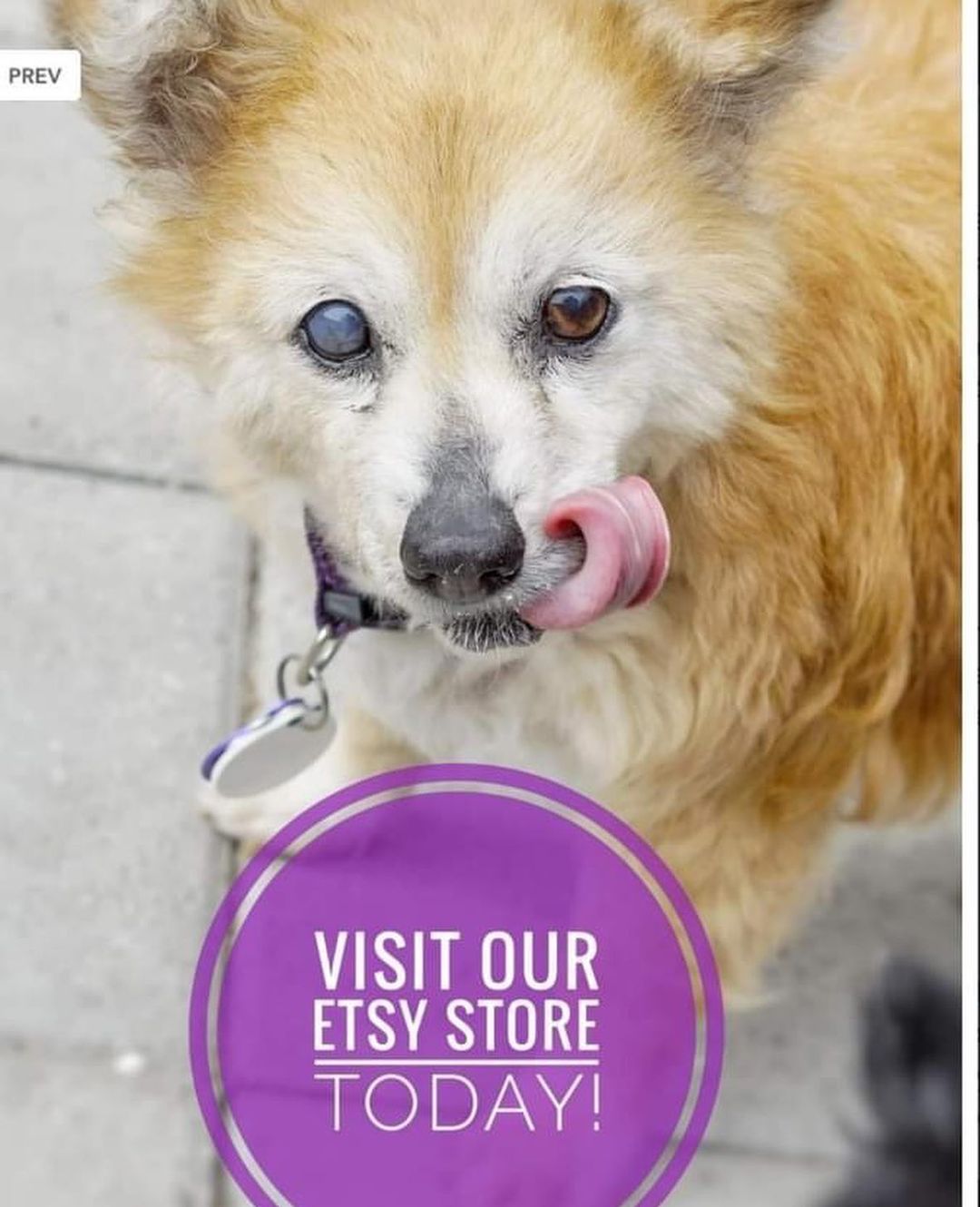 Support Us Saturday! 🐶😸

below are the different ways you can help support the animals in our rescue without fostering or physically volunteering. We have so many great partners that we have made throughout the last few years and we are so grateful for each of them 🙏

we are an ALL Volunteer rescue. Not a single person makes a single penny. Every dollar we receive goes straight towards caring for the animals in our care. Please support us and our partners by checking out the links below!

💜Visit Our Etsy store🐶! Everything is handmade by our crafty volunteers and supporters. Most of our items are limited quantities but everything is made with love. Every purchase helps us continue to save more animals because ALL profits are donated directly to our medical fund.

👉https://www.etsy.com/shop/Umbrellaofhope

💙You can now help us by purchasing  delicious See’s Candies🍫🍭🍬 from our very own virtual storefront! We will receive a percentage from each item purchased when using this personalized link.

👇https://www.yumraising.com/secure/umbrellaoha_uoh_pawsome_treats42/candy?h=TanMar2045&c=fb2780&fbclid=IwAR1rJNQQVrXIAX_T9hVq4PzxzjADlMf7itWpVBUuKKpRgkJBz6i03Cjqwlg

🧡Consider supporting our animals by wearing one of our awesome shirts/hats/sweatshirts from Ruff Life Rescue Wear !👕👚👗🎩 All items come in multiple color and design options and are shipped straight to your door! The proceeds will go directly to our medical fund. 

👇
https://ruff-life-rescuewear.myshopify.com/collections/umbrella-of-hope

💛CUDDLY 

👉https://cuddly.com/shelter/2443

💚By purchasing  personalized pet Tags, collars or leashes😸🐕‍🦺 from Tags for hope using this custom link 35% of all purchases will be donated directly to our rescue! 

👇
https://www.tagsforhope.com/product-designer/tags/?cause=1504

💙By making a purchase with Pet Food Express using this link, they will donate a percentage of the purchase directly to our rescue! You can easily have your pets food and goodies sent directly to your door, or ready for you for pickup!🚚

👇
https://www.petfood.express/?p=UMBHOP&fbclid=IwAR0dI8az08QrmB7QLshDrwZzrZ5P8ntB6kHtFhPVMvQk7mZ5JaIrtK2ro3w