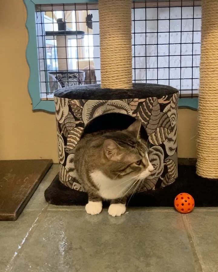 New arrival at SpayMart Thriftshop Timmie is tentatively considering letting curiosity get the better of his nervousness. 🐾
<a target='_blank' href='https://www.instagram.com/explore/tags/SpayMartThriftStore/'>#SpayMartThriftStore</a>
<a target='_blank' href='https://www.instagram.com/explore/tags/SpaymartSavesLives/'>#SpaymartSavesLives</a>
<a target='_blank' href='https://www.instagram.com/explore/tags/RescuedIsMyFavoriteBreed/'>#RescuedIsMyFavoriteBreed</a>
<a target='_blank' href='https://www.instagram.com/explore/tags/curious/'>#curious</a> <a target='_blank' href='https://www.instagram.com/explore/tags/vintage/'>#vintage</a>
<a target='_blank' href='https://www.instagram.com/explore/tags/nola/'>#nola</a> <a target='_blank' href='https://www.instagram.com/explore/tags/metairie/'>#metairie</a> <a target='_blank' href='https://www.instagram.com/explore/tags/louisiana/'>#louisiana</a> <a target='_blank' href='https://www.instagram.com/explore/tags/ThriftStoreFinds/'>#ThriftStoreFinds</a> <a target='_blank' href='https://www.instagram.com/explore/tags/thrifting/'>#thrifting</a> <a target='_blank' href='https://www.instagram.com/explore/tags/meow/'>#meow</a> <a target='_blank' href='https://www.instagram.com/explore/tags/cats/'>#cats</a> <a target='_blank' href='https://www.instagram.com/explore/tags/NewOrleans/'>#NewOrleans</a> <a target='_blank' href='https://www.instagram.com/explore/tags/GulfCoast/'>#GulfCoast</a>