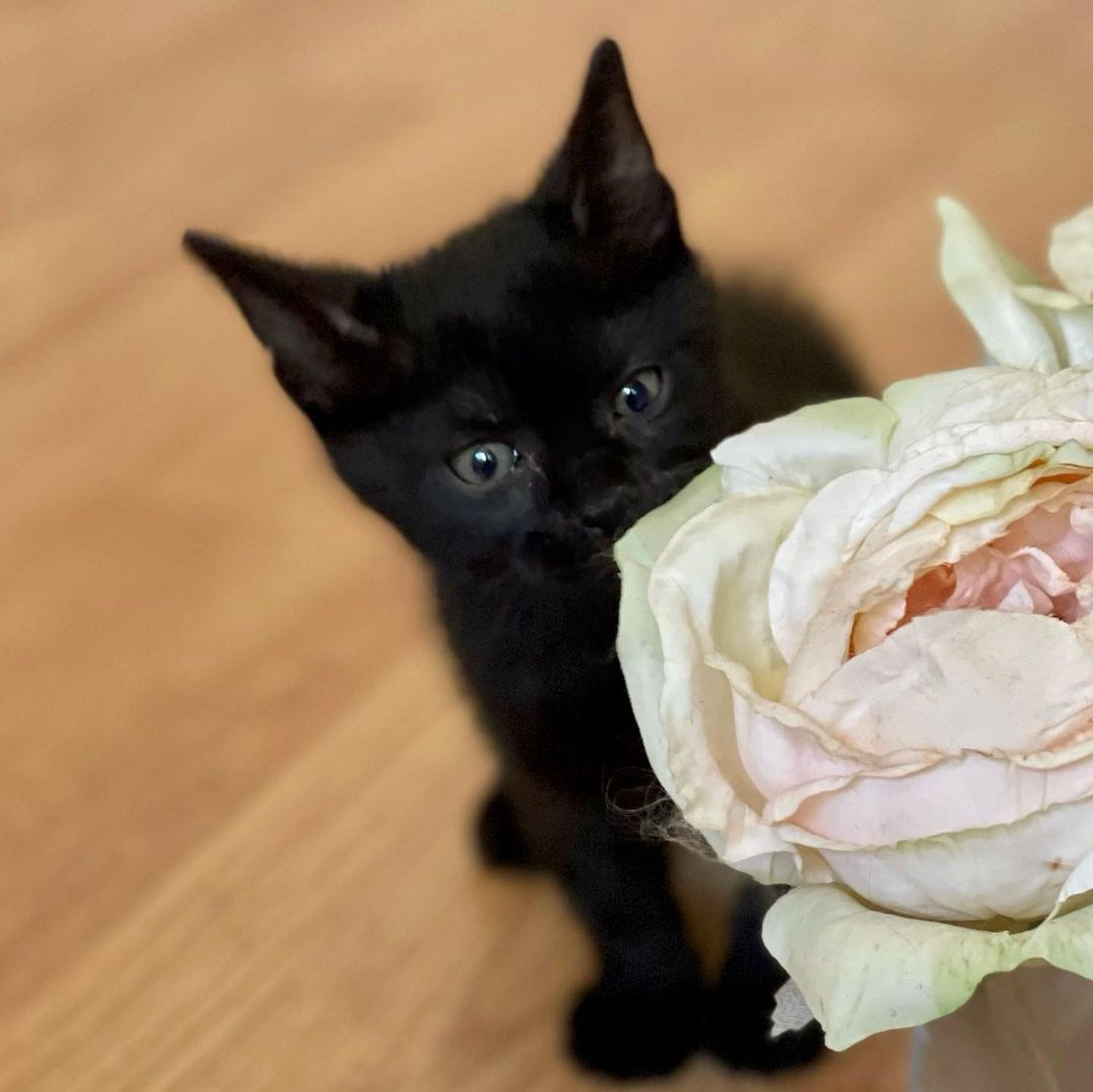 Sweet little Hades!! 
Hades and his siblings were rescued when a kind person found them in a box under his truck. Another kind person got involved and was able to reach our rescue and secured a foster- where they have been growing and loving on their foster humans. 
Hades is the smallest of the litter but also the spunkiest!!! This little guy is ALL play energy! He loves to run around chasing his siblings, wrestling and acting bigger than he is. 
As soon as playtime is over and he’s all tuckered out- Hades is all about the cuddles! He loves people; purring immediately when he's petted and loves being cuddled with. He’s a ball of energy and a HUGE lover!! 
Hades is hoping to be adopted with one of his siblings (please see Persephone, Calypso and Hestia) and/or MUST be adopted into a home with a kitten friendly pet. 
Hades is up to date on shots, negative for FIV/FELV, microchipped and will be neutered at the appropriate age. 
His DOB is 9/8.
DM for an adoption questionnaire! 
.
.
.
.
.
.
.
.
.
<a target='_blank' href='https://www.instagram.com/explore/tags/blackkitties/'>#blackkitties</a><a target='_blank' href='https://www.instagram.com/explore/tags/blackkittens/'>#blackkittens</a><a target='_blank' href='https://www.instagram.com/explore/tags/meowmonday/'>#meowmonday</a><a target='_blank' href='https://www.instagram.com/explore/tags/meowdel/'>#meowdel</a><a target='_blank' href='https://www.instagram.com/explore/tags/mondayvibes/'>#mondayvibes</a><a target='_blank' href='https://www.instagram.com/explore/tags/minipanther/'>#minipanther</a><a target='_blank' href='https://www.instagram.com/explore/tags/blackcatsofig/'>#blackcatsofig</a><a target='_blank' href='https://www.instagram.com/explore/tags/blackcatsofinstagram/'>#blackcatsofinstagram</a><a target='_blank' href='https://www.instagram.com/explore/tags/kittybutt/'>#kittybutt</a><a target='_blank' href='https://www.instagram.com/explore/tags/catlife/'>#catlife</a><a target='_blank' href='https://www.instagram.com/explore/tags/ittakesavillage/'>#ittakesavillage</a><a target='_blank' href='https://www.instagram.com/explore/tags/fostering/'>#fostering</a><a target='_blank' href='https://www.instagram.com/explore/tags/catstagram/'>#catstagram</a><a target='_blank' href='https://www.instagram.com/explore/tags/blackkittensofinstagram/'>#blackkittensofinstagram</a><a target='_blank' href='https://www.instagram.com/explore/tags/adoptdontshop/'>#adoptdontshop</a>
