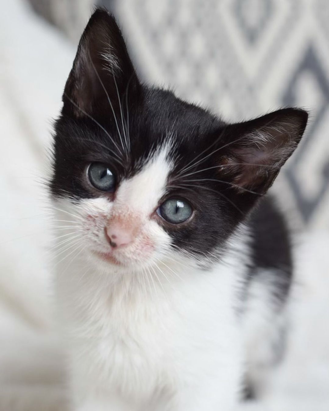 August and Betty 🤍

Our last two siblings to complete our trio! They have made quite the transformation since they arrived Just a few weeks ago. 

Your donations help make this work possible. Kittens require multiple vet visits, multiple deworming, vaccines, lots of food, lots of litter and supplies, toys, surgery — and the list goes on!! 

⬇️⬇️⬇️
You can help us out by donating:
•PayPal: kittensandbarbellsnyc@gmail.com (friends and family option) 
•VENMO: kittensandbarbells_ 
•Sending a @chewy gift card to us at kittensandbarbellsnyc@gmail.com ⬅️