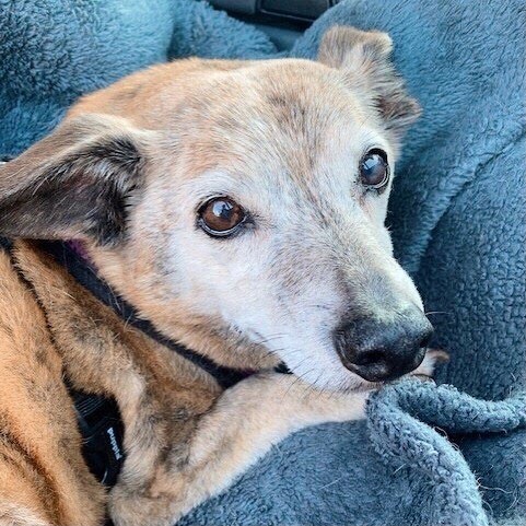 “My heart is broken but I am happy she knew no pain.”

Karma Family, please Light a Candle for Midge 🕯🌈

Karma helped Midge find her forever home with her amazing mom, Julie. During their years together, Midge received and gave so much love. She passed peacefully, snuggled on the couch next to her momma.

“I was next to her on the couch. Dementia was pretty far advanced and she didn’t want to move. She closed her eyes and let me know she was all done. Peaceful and calm just like the day we met - my heart is broken but I am happy she knew no pain.”

Karma Family, please Light a Candle for Midge who just passed over the Rainbow Bridge. 🧡🌈

Once a Karma dog, always a Karma dog.

.
.

<a target='_blank' href='https://www.instagram.com/explore/tags/lightacandle/'>#lightacandle</a> <a target='_blank' href='https://www.instagram.com/explore/tags/rainbowbridge/'>#rainbowbridge</a> <a target='_blank' href='https://www.instagram.com/explore/tags/overtherainbowbridge/'>#overtherainbowbridge</a> <a target='_blank' href='https://www.instagram.com/explore/tags/petmemorial/'>#petmemorial</a> <a target='_blank' href='https://www.instagram.com/explore/tags/dogparents/'>#dogparents</a> <a target='_blank' href='https://www.instagram.com/explore/tags/doglovers/'>#doglovers</a>