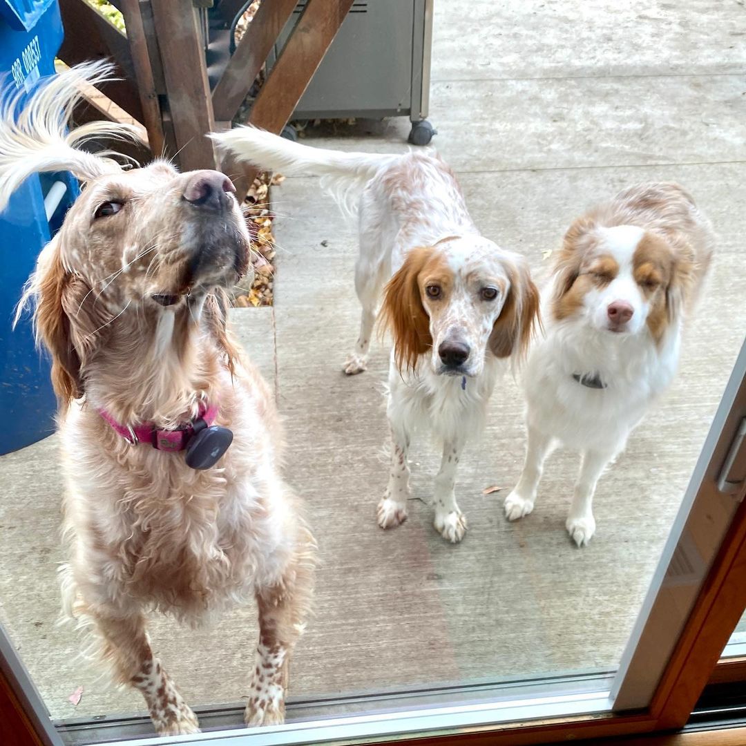 Greek foster Ermis (in the middle) is enjoying the fall weather with his 2 foster sisters 🍁. He s available for adoption at esrescue.org! 
.
.
.
.
.
<a target='_blank' href='https://www.instagram.com/explore/tags/adoptdontshop/'>#adoptdontshop</a> <a target='_blank' href='https://www.instagram.com/explore/tags/aboveandbeyondenglishsetterrescue/'>#aboveandbeyondenglishsetterrescue</a> <a target='_blank' href='https://www.instagram.com/explore/tags/fosteringsaveslives/'>#fosteringsaveslives</a> <a target='_blank' href='https://www.instagram.com/explore/tags/adoptme/'>#adoptme</a> <a target='_blank' href='https://www.instagram.com/explore/tags/settersofinstagram/'>#settersofinstagram</a> <a target='_blank' href='https://www.instagram.com/explore/tags/settersofamerica/'>#settersofamerica</a> <a target='_blank' href='https://www.instagram.com/explore/tags/thedodo/'>#thedodo</a> <a target='_blank' href='https://www.instagram.com/explore/tags/savethesetters/'>#savethesetters</a>