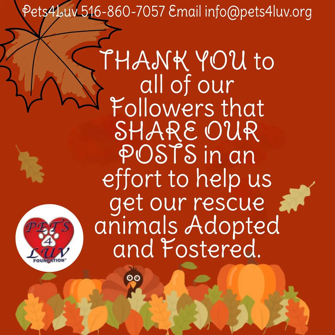 PETS4LUV (Long Island NY) 516-860-7057 Email info@pets4luv.org  DONATE:  PAYPAL:  www.paypal.me/pets4luvfoundation  VENMO: search Personal acct: Pets4luv (David Bernacchi)  PERSONAL CHECK: message or email us for a mailing address <a target='_blank' href='https://www.instagram.com/explore/tags/PETS4LUVFOUNDATION/'>#PETS4LUVFOUNDATION</a>