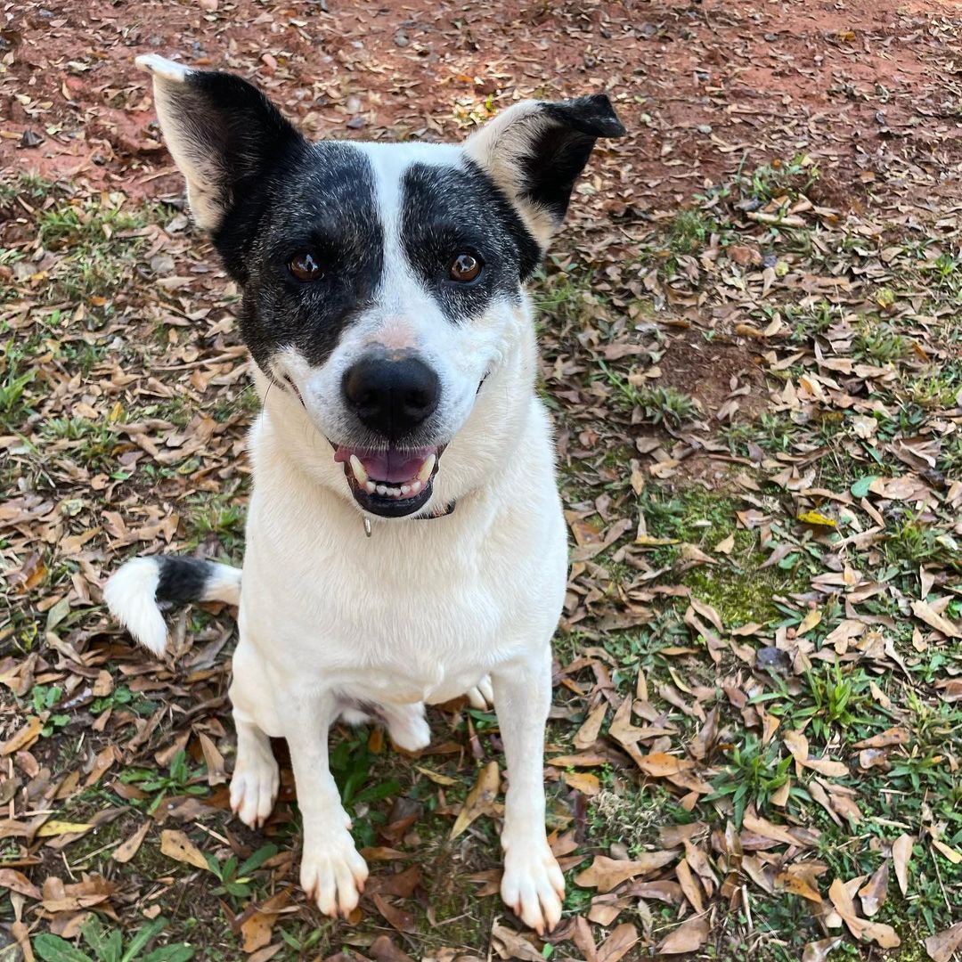 Bandit is all smiles and ready for a home!