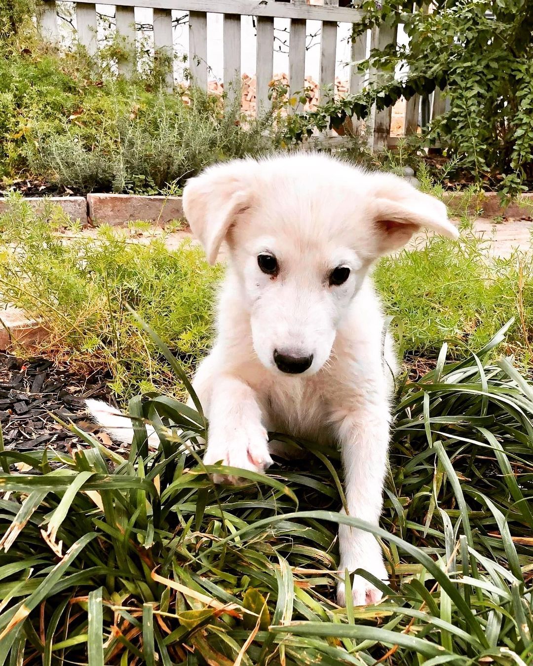 🌟 AVAILABLE 🌟 - Great Pyrenees mix pups 

This sweet trio was found wandering the streets of south Texas. Homeless, super skinny, and covered in fleas. They are now safe with a foster who is taking excellent care of them. They are around 3 months old and appear to be Great Pyrenees mixes. We do not know what they are mixed with and can only guess possibly a Shepherd or retriever breed. They are a sweet bunch of pups who will make great additions to a variety of homes.

Out of the bunch Banksy is the only boy (white/grey spot). He is the most laid back of them all, but still likes to play and be with the other dogs and people. Marti (female, white/cream) is a sweet and smart girl who is happy just about anywhere. She loves attention, but is also happy to go do her own thing and be independent at times. Juno (female, all white) is a very smart girl and catches on to new skills quickly. She is the brave explorer of the bunch and always wants to be involved/check out anything new. 

They all enjoy cuddling, are very food motivated, and happy to play with toys, even a stick in the yard. If you believe one of these puppies would be a fit for you please use the link below to submit an application. 

Adoption Application:
https://airtable.com/shr305FuyR4v4JWQb

Petfinder Link: https://www.petfinder.com/dog/juno-id-number-594-53627969/pa/blue-bell/furry-tales-animal-rescue-pa1105/

Website Link: https://furrytalesrescue.wixsite.com/home

PLEASE note that we are a 100% volunteer foster-based rescue. It may take a few days or up to 1-2 weeks to hear back from us. 

** We are based out of Blue Bell, PA. We allow adoptions to PA, NJ, MD, DE, VA, WV, CT and NY. At this time we do not adopt out to homes who are over ~200 miles from our location. **

<a target='_blank' href='https://www.instagram.com/explore/tags/dog/'>#dog</a> <a target='_blank' href='https://www.instagram.com/explore/tags/rescue/'>#rescue</a> <a target='_blank' href='https://www.instagram.com/explore/tags/rescuedpuppy/'>#rescuedpuppy</a> <a target='_blank' href='https://www.instagram.com/explore/tags/greatpyrenees/'>#greatpyrenees</a> <a target='_blank' href='https://www.instagram.com/explore/tags/greatpyreneesofinstagram/'>#greatpyreneesofinstagram</a> <a target='_blank' href='https://www.instagram.com/explore/tags/greatpyreneespuppy/'>#greatpyreneespuppy</a> <a target='_blank' href='https://www.instagram.com/explore/tags/shepherd/'>#shepherd</a> <a target='_blank' href='https://www.instagram.com/explore/tags/germanshepherd/'>#germanshepherd</a> <a target='_blank' href='https://www.instagram.com/explore/tags/shepherdofinstagram/'>#shepherdofinstagram</a> <a target='_blank' href='https://www.instagram.com/explore/tags/shepherdpuppy/'>#shepherdpuppy</a> <a target='_blank' href='https://www.instagram.com/explore/tags/whitedog/'>#whitedog</a> <a target='_blank' href='https://www.instagram.com/explore/tags/puppyoftheday/'>#puppyoftheday</a> <a target='_blank' href='https://www.instagram.com/explore/tags/puppyoftheweek/'>#puppyoftheweek</a> <a target='_blank' href='https://www.instagram.com/explore/tags/puppylife/'>#puppylife</a> <a target='_blank' href='https://www.instagram.com/explore/tags/puppyofinsta/'>#puppyofinsta</a> <a target='_blank' href='https://www.instagram.com/explore/tags/puppyeyes/'>#puppyeyes</a>