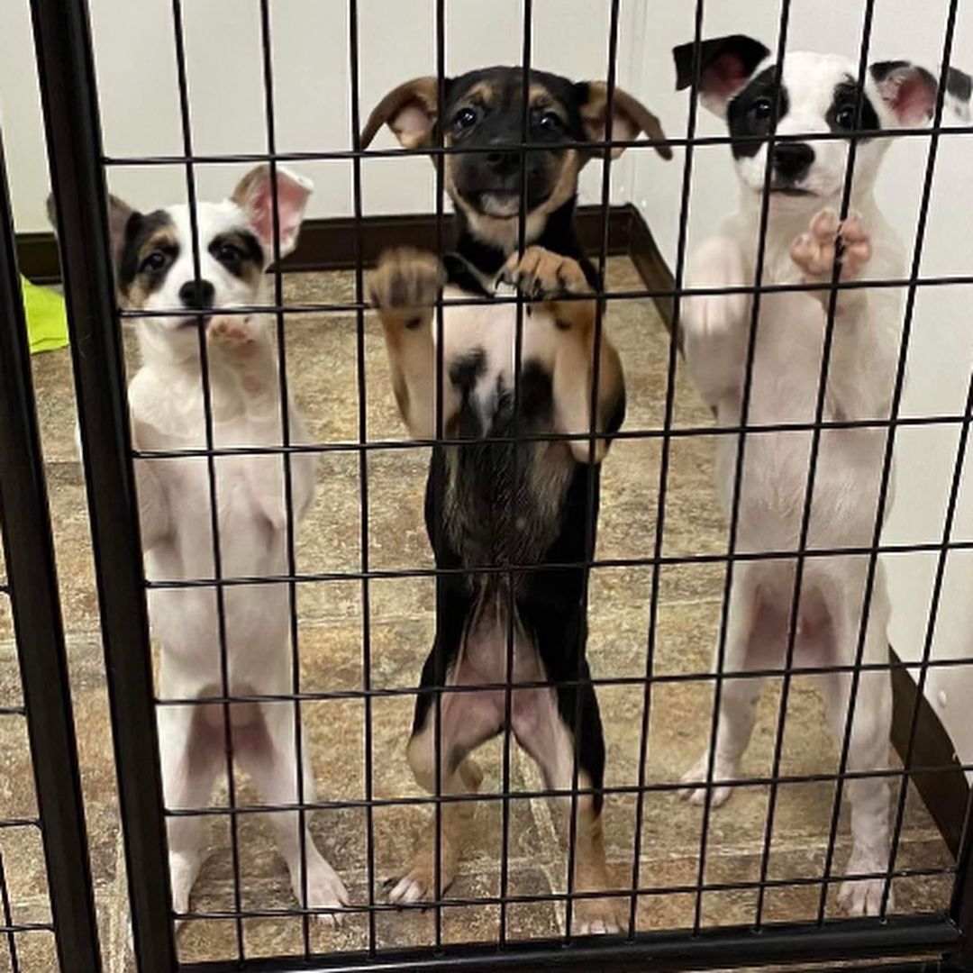 That’s a wrap! ❤️⁣
⁣
Today was our last intake of 2021. We welcomed 17 happy pups bright and early this morning from our friends at ThisIsHouston, Lola's Lucky Day, Jamie's Animal Rescue, and Angleton Animal Services Adoption Center. Everyone did so good on transport, and they are all winding down for the night in their foster homes. There are so many things that go on behind the scenes to make transport happen, and we would like to sincerely thank everyone who plays a role in making sure this precious cargo gets to us safely. Also, shout out to our amazing fosters! We are so grateful for each and every one of you. These dogs are troopers and we can’t wait to introduce them to all of your in the upcoming weeks! ⁣
⁣
We will be taking a short break (is that even a thing? 😜) for the month of December while we focus on finding all the dogs in our care their forever homes. We are already looking forward to the new year, and welcoming the next batch of Misfits to Wisconsin! 🥰⁣
⁣
<a target='_blank' href='https://www.instagram.com/explore/tags/misfitmuttsdogrescue/'>#misfitmuttsdogrescue</a> <a target='_blank' href='https://www.instagram.com/explore/tags/transportday/'>#transportday</a> <a target='_blank' href='https://www.instagram.com/explore/tags/rescuedogsofinstagram/'>#rescuedogsofinstagram</a> <a target='_blank' href='https://www.instagram.com/explore/tags/adoptdontshop/'>#adoptdontshop</a> <a target='_blank' href='https://www.instagram.com/explore/tags/greenbay/'>#greenbay</a> <a target='_blank' href='https://www.instagram.com/explore/tags/wisconsin/'>#wisconsin</a>