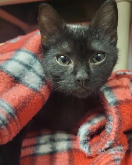 From 11/14-11/20/2021, Greenhill Humane Society helped 23 animals find new, loving homes (18 cats, 2 guinea pigs, 1 dog, 1 hamster, & 1 rabbit). 🐱🐹🐶🐭🐰 Biggest congratulations to Cornelius, a guinea pig whose been patiently waiting for 3 months at the shelter, on finding his perfect family! 💕💚 We also helped reunite 18 lost animals with their families (17 dogs, & 1 cat)! 

Thank you to the adopters, volunteers, fosters and staff who care for these animals! And many thanks to our wonderful animal loving community for supporting the animals! To see who is still in our care and photos of found animals, please visit www.green-hill.org. 
<a target='_blank' href='https://www.instagram.com/explore/tags/greenhillhumanesociety/'>#greenhillhumanesociety</a> <a target='_blank' href='https://www.instagram.com/explore/tags/eugeneoregon/'>#eugeneoregon</a> <a target='_blank' href='https://www.instagram.com/explore/tags/thisislove/'>#thisislove</a> <a target='_blank' href='https://www.instagram.com/explore/tags/pnwpets/'>#pnwpets</a> <a target='_blank' href='https://www.instagram.com/explore/tags/adoptaseniorpetmonth/'>#adoptaseniorpetmonth</a>