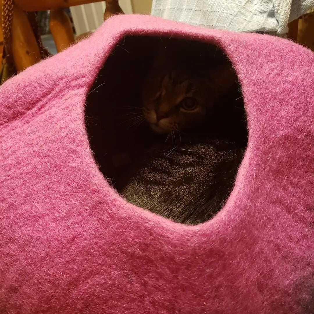 😺Lilly and One-eye are both rescue kitties who ADORE their @walkingpalm wool, handmade cat caves! These make fantastic gifts this holiday season for all your cat lovers. They also make amazing dog slings and cute banadanna's too! Check them out at https://walkingpalm.com/ today and don't forget to use code AARF20 for 20% off and a direct $20 straight to us, so we can help more pets in need! <a target='_blank' href='https://www.instagram.com/explore/tags/aarftn/'>#aarftn</a> <a target='_blank' href='https://www.instagram.com/explore/tags/walkingpalmpetproducts/'>#walkingpalmpetproducts</a> <a target='_blank' href='https://www.instagram.com/explore/tags/shoplocalandsupportnonprofits/'>#shoplocalandsupportnonprofits</a>