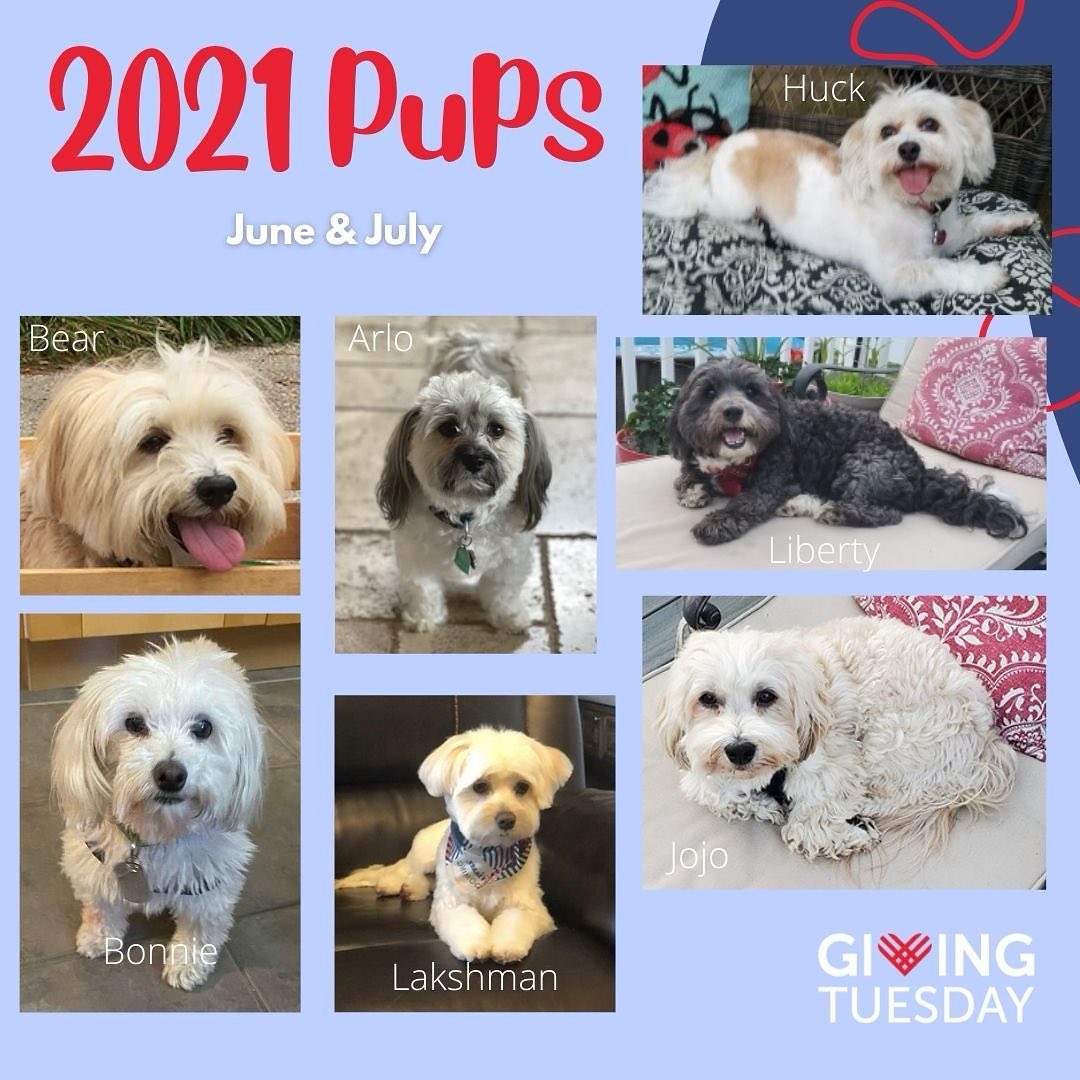 More 2021 pups! ❤️

We hope all of our June and July HRI alumnus enjoy their first Thanksgiving with their new families!

Donation link in our bio.

<a target='_blank' href='https://www.instagram.com/explore/tags/givingtuesday2021/'>#givingtuesday2021</a>
<a target='_blank' href='https://www.instagram.com/explore/tags/hrigivingtuesday/'>#hrigivingtuesday</a>
<a target='_blank' href='https://www.instagram.com/explore/tags/havanese/'>#havanese</a>
<a target='_blank' href='https://www.instagram.com/explore/tags/dogrescue/'>#dogrescue</a>
<a target='_blank' href='https://www.instagram.com/explore/tags/dogfoster/'>#dogfoster</a>