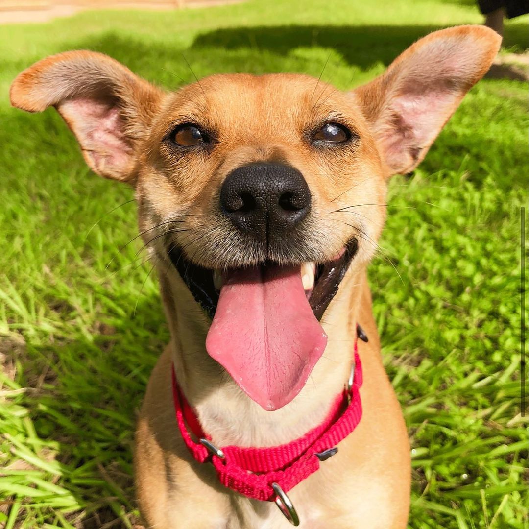 Harper is available! She is a sweet 18 lbs chihuahua mix ready for a home! She loves people, loves fun, and loves to be loved! Meet Harper today! Adoptions open from 11-3. <a target='_blank' href='https://www.instagram.com/explore/tags/abandonedanimalrescue/'>#abandonedanimalrescue</a> <a target='_blank' href='https://www.instagram.com/explore/tags/givingpawsahelpinghand/'>#givingpawsahelpinghand</a> <a target='_blank' href='https://www.instagram.com/explore/tags/dogsofaar/'>#dogsofaar</a> <a target='_blank' href='https://www.instagram.com/explore/tags/pupper/'>#pupper</a> <a target='_blank' href='https://www.instagram.com/explore/tags/doggo/'>#doggo</a> <a target='_blank' href='https://www.instagram.com/explore/tags/rescue/'>#rescue</a> <a target='_blank' href='https://www.instagram.com/explore/tags/rescuedogs/'>#rescuedogs</a> <a target='_blank' href='https://www.instagram.com/explore/tags/shelterdog/'>#shelterdog</a> <a target='_blank' href='https://www.instagram.com/explore/tags/happydog/'>#happydog</a> <a target='_blank' href='https://www.instagram.com/explore/tags/gooddoggo/'>#gooddoggo</a> <a target='_blank' href='https://www.instagram.com/explore/tags/lovedogs/'>#lovedogs</a> <a target='_blank' href='https://www.instagram.com/explore/tags/puppies/'>#puppies</a> <a target='_blank' href='https://www.instagram.com/explore/tags/adopt/'>#adopt</a> <a target='_blank' href='https://www.instagram.com/explore/tags/adoptdontshop/'>#adoptdontshop</a> <a target='_blank' href='https://www.instagram.com/explore/tags/adoptable/'>#adoptable</a> <a target='_blank' href='https://www.instagram.com/explore/tags/conroetx/'>#conroetx</a> <a target='_blank' href='https://www.instagram.com/explore/tags/springtx/'>#springtx</a> <a target='_blank' href='https://www.instagram.com/explore/tags/katytx/'>#katytx</a> <a target='_blank' href='https://www.instagram.com/explore/tags/cypresstx/'>#cypresstx</a> <a target='_blank' href='https://www.instagram.com/explore/tags/houston/'>#houston</a> <a target='_blank' href='https://www.instagram.com/explore/tags/magnoliachamberofcommerce/'>#magnoliachamberofcommerce</a> <a target='_blank' href='https://www.instagram.com/explore/tags/magnoliatx/'>#magnoliatx</a> <a target='_blank' href='https://www.instagram.com/explore/tags/thewoodlands/'>#thewoodlands</a> <a target='_blank' href='https://www.instagram.com/explore/tags/chihuahua/'>#chihuahua</a> <a target='_blank' href='https://www.instagram.com/explore/tags/chihuahuamix/'>#chihuahuamix</a> <a target='_blank' href='https://www.instagram.com/explore/tags/chihuahualife/'>#chihuahualife</a>