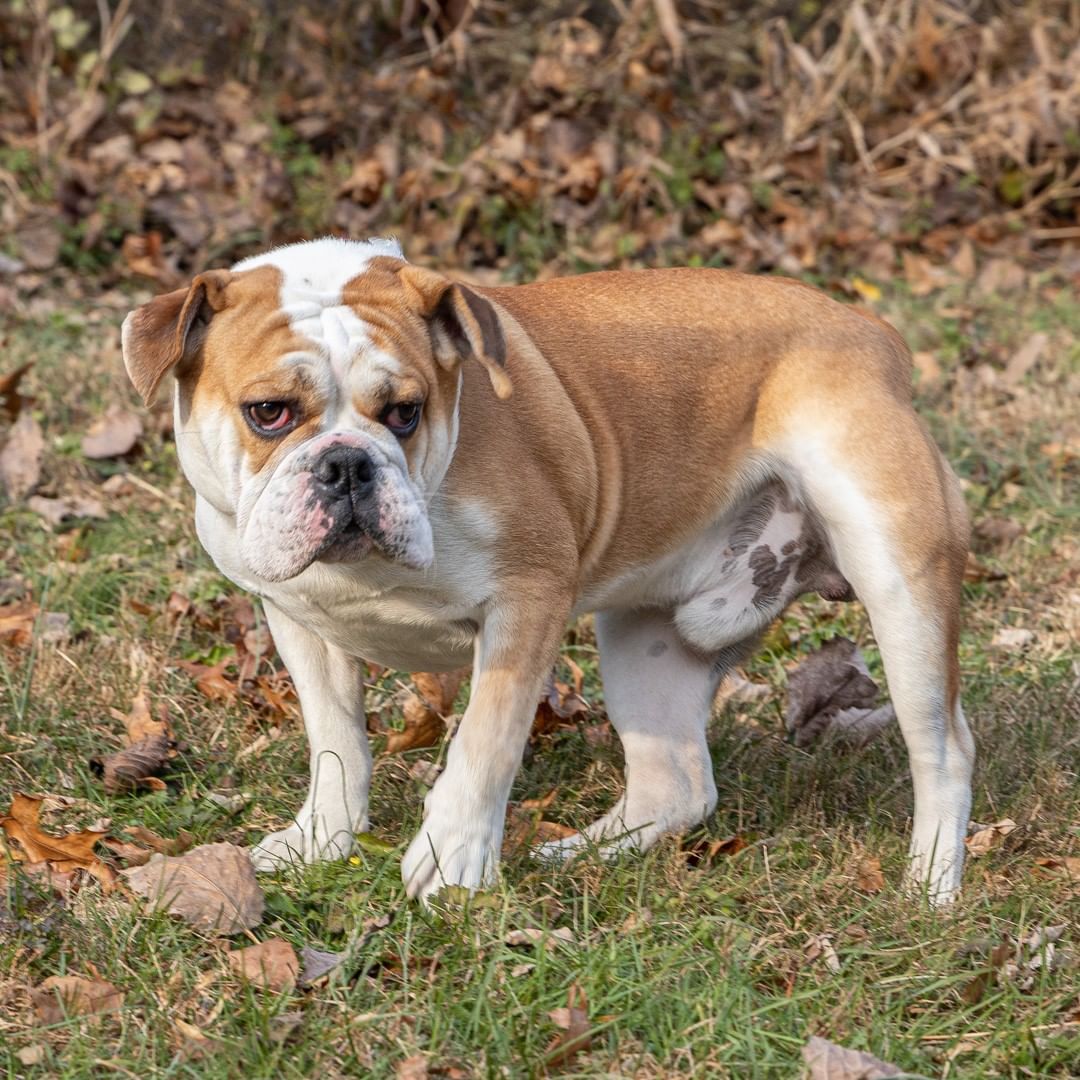 Meet Cooper an 11-month-old male English Bulldog/mix. This sweet boy was relinquished because his family could not give him the attention he deserves. Who could resist that beautiful mug? When he meets someone for the first time his whole body wags starting at the tip of his nose to the end of his stubby tail. 
__________________________
<a target='_blank' href='https://www.instagram.com/explore/tags/englishbulldog/'>#englishbulldog</a> <a target='_blank' href='https://www.instagram.com/explore/tags/bulldog/'>#bulldog</a> <a target='_blank' href='https://www.instagram.com/explore/tags/beautifulmug/'>#beautifulmug</a> <a target='_blank' href='https://www.instagram.com/explore/tags/pleaseadoptme/'>#pleaseadoptme</a>