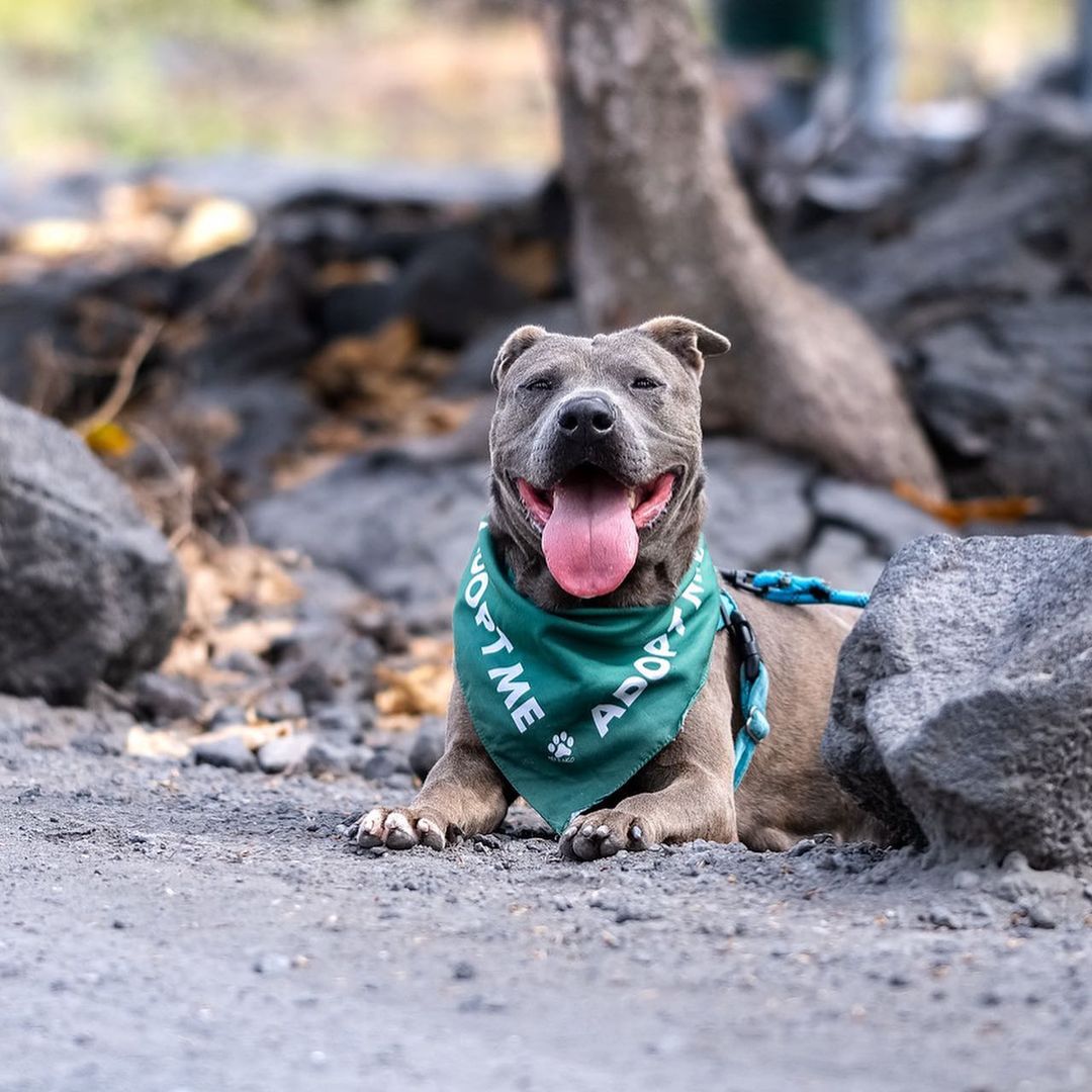 Charlotte is back again with her 6th social media post and a reminder that she is still the cutest. 🥺 Charlotte is full of personality and ready to fill your days with joy and laughter.

Charlotte got a special field trip and photo shoot on Friday with our friends visiting from Canada. 🇨🇦🌴💦 Everyone who meets 5 year old Charlotte says the same thing… she is a SWEETHEART! 😍 She loves to be with people and gets along easily with other dogs. While out on Friday’s adventure, she discovered a lava rock and when asked to ‘’drop it’’, she did! She just delicately dropped it. 🪨🙌🏼 We’re telling you, friends… this girl is a gem.

Charlotte has been with us since the beginning of September when she came into our care with her 3 puppies who have since found loving, forever homes. We can’t wait for Charlotte to have the chance to be someone’s baby!

To know Charlotte is to love her, so get to know Charlotte, today! ➡️➡️➡️ To learn more about Charlotte, click on <a target='_blank' href='https://www.instagram.com/explore/tags/AdoptCharlotteHIHS/'>#AdoptCharlotteHIHS</a> to view all of her posts or visit hihs.org > Adoption > Dogs! 

To make Charlotte yours, submit an application at hihs.org!

Thank you to @chadegoddard for these gorgeous photos! This girl is such a star. 🌟

<a target='_blank' href='https://www.instagram.com/explore/tags/adoptCharlotteHIHS/'>#adoptCharlotteHIHS</a> <a target='_blank' href='https://www.instagram.com/explore/tags/hawaii/'>#hawaii</a> <a target='_blank' href='https://www.instagram.com/explore/tags/hawaiidog/'>#hawaiidog</a> <a target='_blank' href='https://www.instagram.com/explore/tags/shelterdog/'>#shelterdog</a> <a target='_blank' href='https://www.instagram.com/explore/tags/shelterdogsofinstagram/'>#shelterdogsofinstagram</a> <a target='_blank' href='https://www.instagram.com/explore/tags/adoptashelterdog/'>#adoptashelterdog</a> <a target='_blank' href='https://www.instagram.com/explore/tags/adoptashelterpet/'>#adoptashelterpet</a> <a target='_blank' href='https://www.instagram.com/explore/tags/adoptable/'>#adoptable</a> <a target='_blank' href='https://www.instagram.com/explore/tags/adoptadog/'>#adoptadog</a> <a target='_blank' href='https://www.instagram.com/explore/tags/goodgirl/'>#goodgirl</a> <a target='_blank' href='https://www.instagram.com/explore/tags/pibble/'>#pibble</a> <a target='_blank' href='https://www.instagram.com/explore/tags/pibblelove/'>#pibblelove</a> <a target='_blank' href='https://www.instagram.com/explore/tags/pibblesofinstagram/'>#pibblesofinstagram</a> <a target='_blank' href='https://www.instagram.com/explore/tags/pittielove/'>#pittielove</a> <a target='_blank' href='https://www.instagram.com/explore/tags/pittienation/'>#pittienation</a>