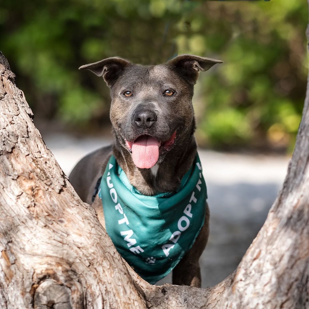 Charlotte is back again with her 6th social media post and a reminder that she is still the cutest. 🥺 Charlotte is full of personality and ready to fill your days with joy and laughter.

Charlotte got a special field trip and photo shoot on Friday with our friends visiting from Canada. 🇨🇦🌴💦 Everyone who meets 5 year old Charlotte says the same thing… she is a SWEETHEART! 😍 She loves to be with people and gets along easily with other dogs. While out on Friday’s adventure, she discovered a lava rock and when asked to ‘’drop it’’, she did! She just delicately dropped it. 🪨🙌🏼 We’re telling you, friends… this girl is a gem.

Charlotte has been with us since the beginning of September when she came into our care with her 3 puppies who have since found loving, forever homes. We can’t wait for Charlotte to have the chance to be someone’s baby!

To know Charlotte is to love her, so get to know Charlotte, today! ➡️➡️➡️ To learn more about Charlotte, click on <a target='_blank' href='https://www.instagram.com/explore/tags/AdoptCharlotteHIHS/'>#AdoptCharlotteHIHS</a> to view all of her posts or visit hihs.org > Adoption > Dogs! 

To make Charlotte yours, submit an application at hihs.org!

Thank you to @chadegoddard for these gorgeous photos! This girl is such a star. 🌟

<a target='_blank' href='https://www.instagram.com/explore/tags/adoptCharlotteHIHS/'>#adoptCharlotteHIHS</a> <a target='_blank' href='https://www.instagram.com/explore/tags/hawaii/'>#hawaii</a> <a target='_blank' href='https://www.instagram.com/explore/tags/hawaiidog/'>#hawaiidog</a> <a target='_blank' href='https://www.instagram.com/explore/tags/shelterdog/'>#shelterdog</a> <a target='_blank' href='https://www.instagram.com/explore/tags/shelterdogsofinstagram/'>#shelterdogsofinstagram</a> <a target='_blank' href='https://www.instagram.com/explore/tags/adoptashelterdog/'>#adoptashelterdog</a> <a target='_blank' href='https://www.instagram.com/explore/tags/adoptashelterpet/'>#adoptashelterpet</a> <a target='_blank' href='https://www.instagram.com/explore/tags/adoptable/'>#adoptable</a> <a target='_blank' href='https://www.instagram.com/explore/tags/adoptadog/'>#adoptadog</a> <a target='_blank' href='https://www.instagram.com/explore/tags/goodgirl/'>#goodgirl</a> <a target='_blank' href='https://www.instagram.com/explore/tags/pibble/'>#pibble</a> <a target='_blank' href='https://www.instagram.com/explore/tags/pibblelove/'>#pibblelove</a> <a target='_blank' href='https://www.instagram.com/explore/tags/pibblesofinstagram/'>#pibblesofinstagram</a> <a target='_blank' href='https://www.instagram.com/explore/tags/pittielove/'>#pittielove</a> <a target='_blank' href='https://www.instagram.com/explore/tags/pittienation/'>#pittienation</a>