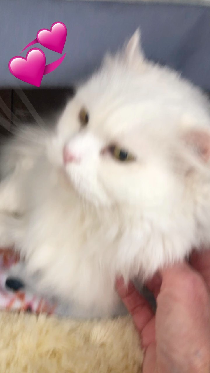 This beauty’s name is “Angel” and it purrfectly describes her.  Angel was recently brought to the shelter as her owners were moving and unable to take her. 

Angel is 8 years old (8-1/2 lbs), spayed and current on vaccinations.  She has the most gorgeous mane of fur.  Angel is a quiet lady who loves a slow, gentle approach and soft voices.  She loves chin scratches and enjoys gentle caressing…she shows her delight by purring and an occasional roll! 

Angel would do fine with another quiet kitty.  Children should be 10+ and no dogs in the home. 

‼️Due to limited staffing, we are not able to respond to comments/questions via social media postings.  We kindly ask, if you have questions regarding Angel, PLEASE EMAIL:

adoption@popememorialcvhs.org 

🐾🐾How To Adopt a Pet🐾🐾

The process begins with the submission of an adoption application, which can be found by clicking the link below:

https://popememorialcvhs.org/adoption-application

🐾We are now offering walk-in hours. We cannot guarantee what adoptable pets may still be available during such hours. 

🐾Current Hours of Operation are as follows:
- Sunday thru Thursday -By Appointment Only
- Friday & Saturday Walk-In hours 12pm-4pm*

*Walk-in hours are on a first come, first served basis, for approved applicants. We are not scheduling any appointments on walk-in days, types, etc.
<a target='_blank' href='https://www.instagram.com/explore/tags/popememorialcvhs/'>#popememorialcvhs</a> <a target='_blank' href='https://www.instagram.com/explore/tags/animalshelter/'>#animalshelter</a> <a target='_blank' href='https://www.instagram.com/explore/tags/adoptdontshop/'>#adoptdontshop</a>🐾  <a target='_blank' href='https://www.instagram.com/explore/tags/cats/'>#cats</a>