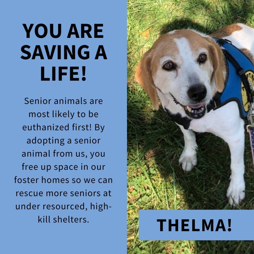 Happy Adopt-A-Senior-Pet Month! Senior pets are great additions to your family and will make your life better, if you give them the chance! 🥰

Adoptable Amira, Thelma, and Enzo and Einstein (bonded) are ready to adventure, snuggle, and love you for the rest of their lives! ❤️ Interested in adopting them? More information at link in bio! 🐾

<a target='_blank' href='https://www.instagram.com/explore/tags/AdoptaSeniorPetMonth/'>#AdoptaSeniorPetMonth</a> <a target='_blank' href='https://www.instagram.com/explore/tags/AdoptAmira/'>#AdoptAmira</a> <a target='_blank' href='https://www.instagram.com/explore/tags/AdoptEnzo/'>#AdoptEnzo</a> <a target='_blank' href='https://www.instagram.com/explore/tags/AdoptThelma/'>#AdoptThelma</a> <a target='_blank' href='https://www.instagram.com/explore/tags/AdoptEinstein/'>#AdoptEinstein</a> <a target='_blank' href='https://www.instagram.com/explore/tags/AdoptEnzoandEinstein/'>#AdoptEnzoandEinstein</a> <a target='_blank' href='https://www.instagram.com/explore/tags/AdoptMe/'>#AdoptMe</a> <a target='_blank' href='https://www.instagram.com/explore/tags/AdoptUs/'>#AdoptUs</a> <a target='_blank' href='https://www.instagram.com/explore/tags/AdoptaSenior/'>#AdoptaSenior</a> <a target='_blank' href='https://www.instagram.com/explore/tags/Senior/'>#Senior</a> <a target='_blank' href='https://www.instagram.com/explore/tags/dogsofdc/'>#dogsofdc</a> <a target='_blank' href='https://www.instagram.com/explore/tags/dcdogs/'>#dcdogs</a> <a target='_blank' href='https://www.instagram.com/explore/tags/fureverfamily/'>#fureverfamily</a> <a target='_blank' href='https://www.instagram.com/explore/tags/adoption/'>#adoption</a> <a target='_blank' href='https://www.instagram.com/explore/tags/AdoptDontShop/'>#AdoptDontShop</a> <a target='_blank' href='https://www.instagram.com/explore/tags/SaveLives/'>#SaveLives</a>