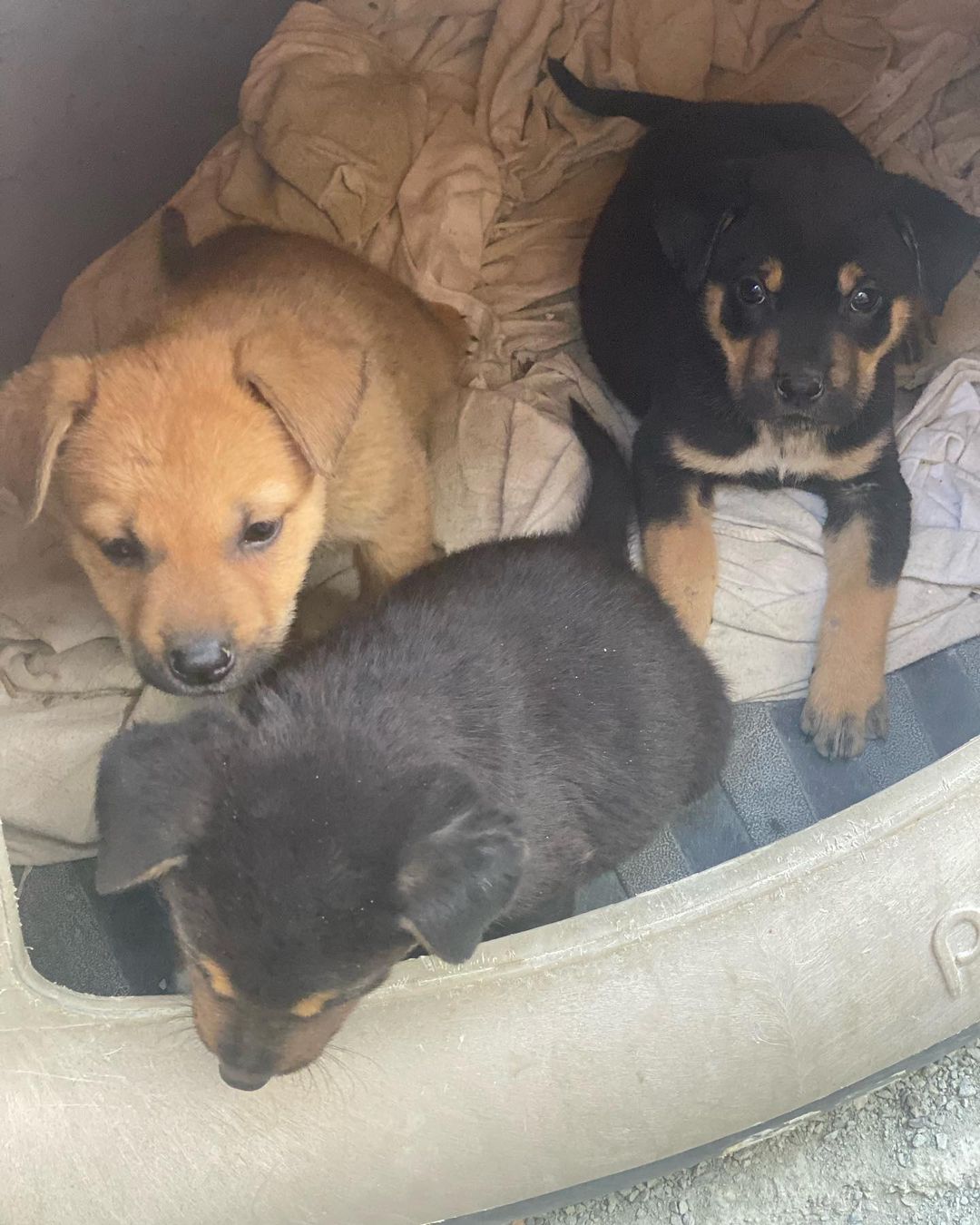 Harry, Ron, and Hermione are the survivors of the box puppies! They are stinkin' cute, and will be ready to go home December 4th. 

Ron is walking with a limp, but we are working with a vet to figure out what is going on and how to fix it, so his ideal situation would be a foster to adopt until he gets cleared by the vet.

These puppies are 10 weeks old, and based on their current size and growth rate we believe they are smaller breed pups.

If you are interested in adopting please fill out an application at www.kanesanimalrescue.com