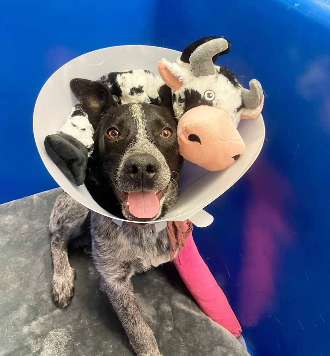 Meet Spinach!! 3.5 month old puppy found in Sacramento w/ a broken leg. He was brought to Bradshaw shelter for treatment, but the shelter is FILLED BEYOND CAPACITY (go adopt!) & the shelter is no place for any puppy let alone an injured one. Luckily volunteer foster Jillian stepped up to help! Spinach spent last night in a warm home on a comfy bed....
Say it with us: FOSTERING SAVES LIVES (what are you waiting for??) Spinach has some crate rest and time to heal his fracture but will hopefully be available for adoption soon!