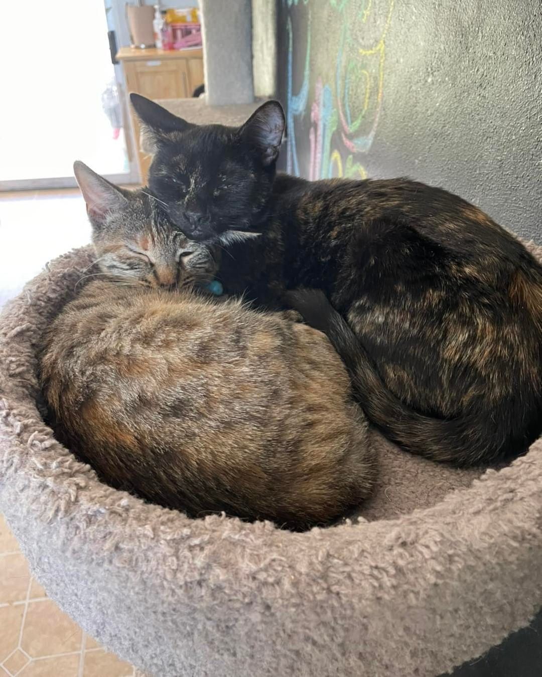Lots of babies waiting for that one hooman that takes a chance on them! You never know if you’ll find the love of your life at Too Cute Kitten Rescue!! 😻😽😺💝

If interested fill out application here—->
https://www.shelterluv.com/matchme/adopt/TCKR/Cat
And contact us for a meet and greet ☺️at 760-335-8000
