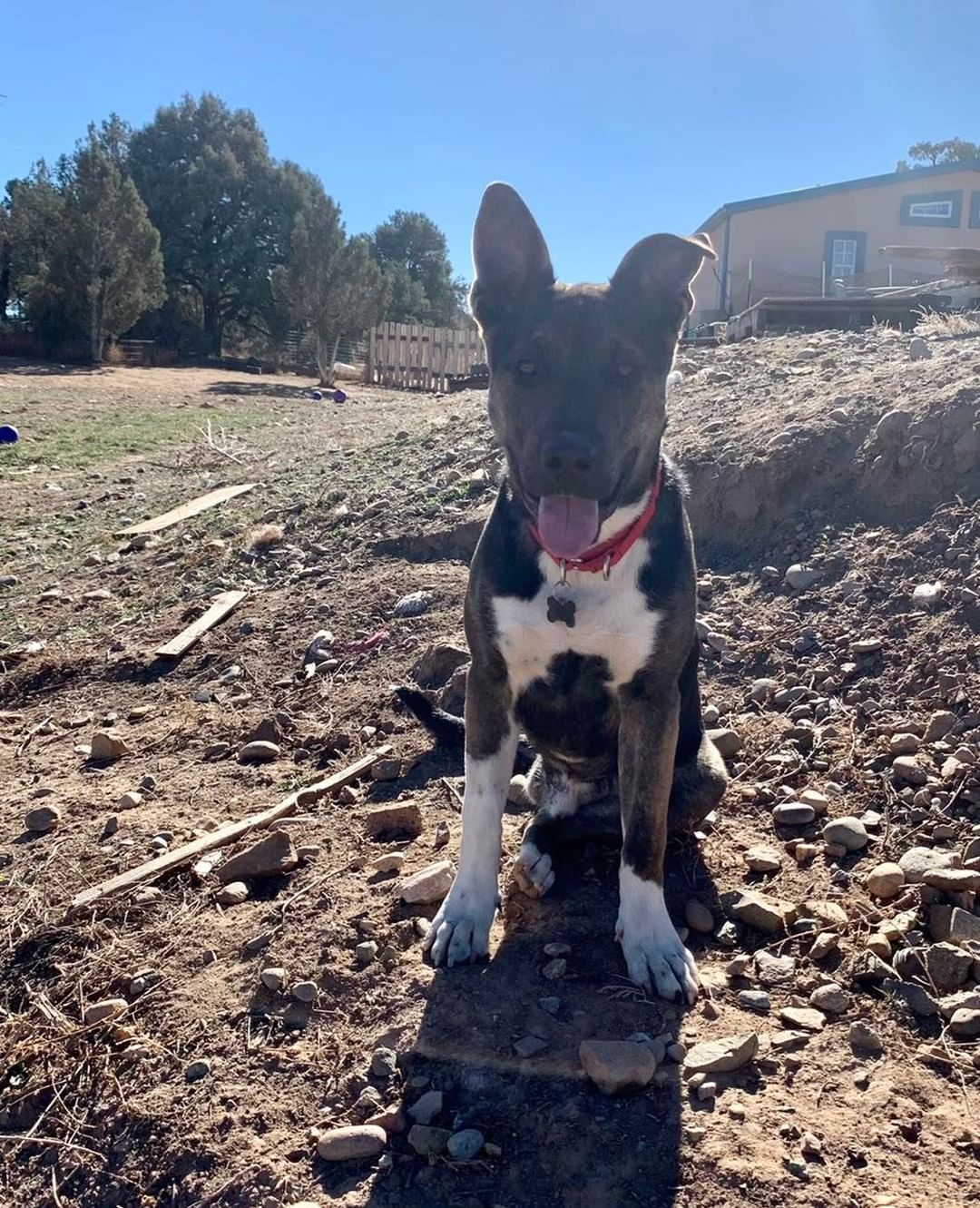 Meet 11 month old Camino! This young guy came to us as a stray with a broken leg and although we attempted to cast his leg, the break was too severe resulting in him needing an amputation. However, that has not slowed Camino down one bit! 
Camino is a brave and strong willed pup who has lots of energy and loves playing with his toys and doggie friends! He is looking for an active home that will include him in their adventures but also be patient while he is still learning to navigate with three legs. 

Think this cutie is a good fit for your pack? Apply online to adopt Camino today and a team member will call you to schedule a time for you to meet him ❤️🐶

<a target='_blank' href='https://www.instagram.com/explore/tags/lpchs/'>#lpchs</a> <a target='_blank' href='https://www.instagram.com/explore/tags/threeleggeddog/'>#threeleggeddog</a> <a target='_blank' href='https://www.instagram.com/explore/tags/adopt/'>#adopt</a> <a target='_blank' href='https://www.instagram.com/explore/tags/shepherdpitbullmix/'>#shepherdpitbullmix</a> <a target='_blank' href='https://www.instagram.com/explore/tags/takemehome/'>#takemehome</a> <a target='_blank' href='https://www.instagram.com/explore/tags/pranadog/'>#pranadog</a>