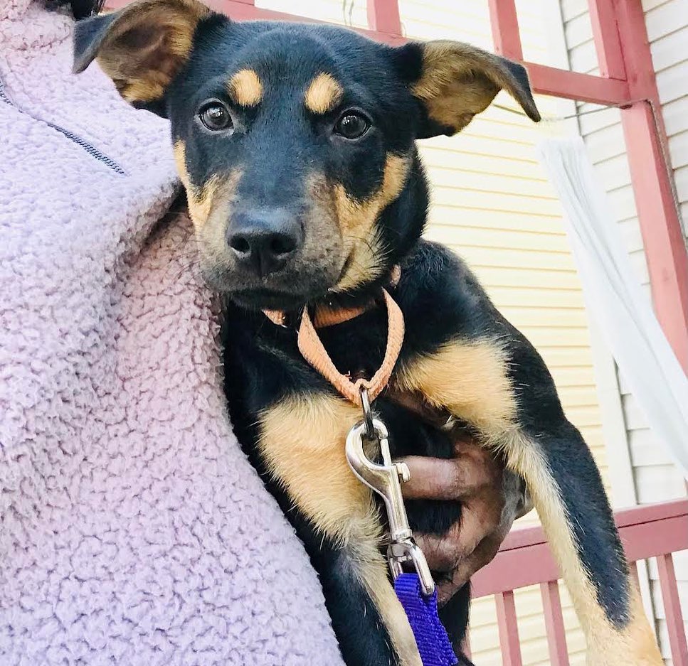 Cutest little gal, Penny, joins the Adoption Center crew tomorrow! Submit an application and stop in to meet this little munchkin. Also available on site are: Oven Mitts, Pax, Linus, Fitz, Slippery Pete, and Sue! 💕

👉 onetail.org/how-to-adopt