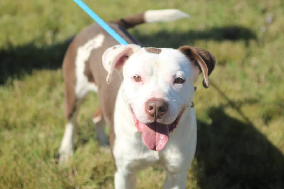 We want to thank @konnerallophotography for sharing her time and talents at the Vermilion Parish Shelter yesterday! These animals need all the publicity they can get to be seen and saved. We love working with local photographers, especially when the pictures are as beautiful as these 😍 📸 Give her a follow to help us show our thanks ❤️🐾