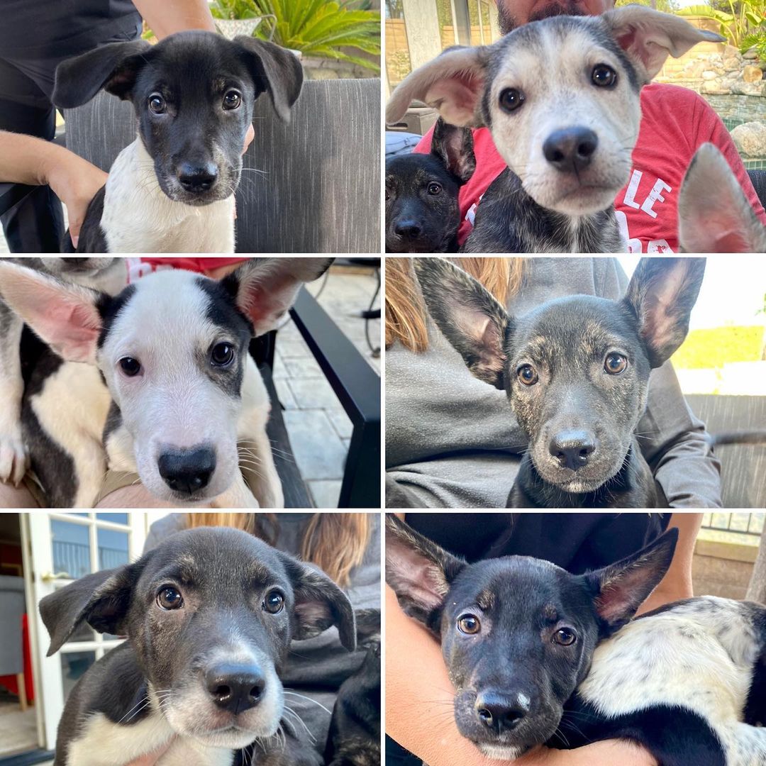 Mornin’ from 6 of mama Ember’s puppies!🤩

If you supported our 10th birthday fundraiser in October in any way, take a moment to celebrate your impact ✨ Ember and her puppies are safe and going to live wonderful lives because of you! Thank you for helping us save them!

Swipe through to see this beautiful family 😍👉 Mama Ember (who has this gorgeous cinnamon/tan/red brindle), Pie, Cider, Bones, Clove, Crisp and Pecan are all available for adoption.

Mama is about 2 years old and 44 pounds. Pups are about 11 weeks old and probably going to be around 50 pounds. They’re definitely mixed with some Husky!

If you’re interested in Ember or any of the pups, please fill out an adoption application through the link in our bio or thelittlereddog.org ❤️