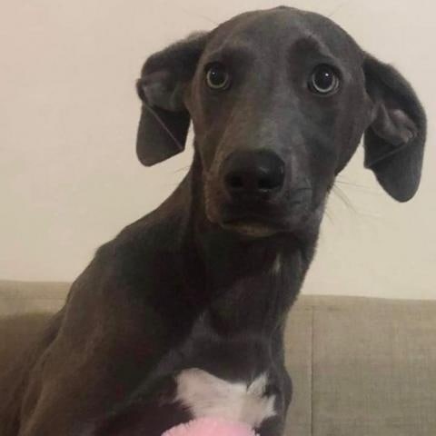 Seeking forever family. Meet Sara!

Sara is a 5 month old medium to Large Weimaraner mix. She is a very friendly, smart and playful girl. She Is great with all people and dogs. She will be a great dog for active families. Please help her find her forever home!

If interested in Sara, please apply through our website.
Anlcf.org
Location: San Diego

<a target='_blank' href='https://www.instagram.com/explore/tags/ANewLifeCharitableFoundation/'>#ANewLifeCharitableFoundation</a> <a target='_blank' href='https://www.instagram.com/explore/tags/PleaseShare/'>#PleaseShare</a> <a target='_blank' href='https://www.instagram.com/explore/tags/Foster/'>#Foster</a> <a target='_blank' href='https://www.instagram.com/explore/tags/Adopt/'>#Adopt</a> <a target='_blank' href='https://www.instagram.com/explore/tags/OptToAdopt/'>#OptToAdopt</a> <a target='_blank' href='https://www.instagram.com/explore/tags/SDDogs/'>#SDDogs</a> <a target='_blank' href='https://www.instagram.com/explore/tags/SDRescue/'>#SDRescue</a> <a target='_blank' href='https://www.instagram.com/explore/tags/rescuedogsofinstagram/'>#rescuedogsofinstagram</a> <a target='_blank' href='https://www.instagram.com/explore/tags/rescuedismyfavoritebreed/'>#rescuedismyfavoritebreed</a>
<a target='_blank' href='https://www.instagram.com/explore/tags/Dogs/'>#Dogs</a> <a target='_blank' href='https://www.instagram.com/explore/tags/dogsofinstagram/'>#dogsofinstagram</a> <a target='_blank' href='https://www.instagram.com/explore/tags/adoptdontshop/'>#adoptdontshop</a>
<a target='_blank' href='https://www.instagram.com/explore/tags/Pup/'>#Pup</a> <a target='_blank' href='https://www.instagram.com/explore/tags/SanDiegoRescue/'>#SanDiegoRescue</a> <a target='_blank' href='https://www.instagram.com/explore/tags/AdoptMe/'>#AdoptMe</a>