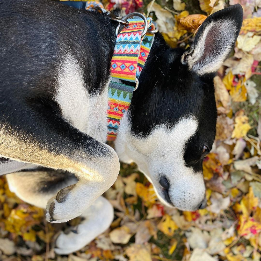 Will you be Joey’s Friend? This happy Husky-mix is such a lovable goofball who loves nothing more than palling around with his people! He walks nicely on a leash, loves treats and belly rubs and will always be there for you! 

Joey is the face of our <a target='_blank' href='https://www.instagram.com/explore/tags/givingtuesday/'>#givingtuesday</a> campaign - please share to help find this sweet boy a home for Thanksgiving 

<a target='_blank' href='https://www.instagram.com/explore/tags/mansbestfriend/'>#mansbestfriend</a> <a target='_blank' href='https://www.instagram.com/explore/tags/friends/'>#friends</a> <a target='_blank' href='https://www.instagram.com/explore/tags/joeytribbiani/'>#joeytribbiani</a> <a target='_blank' href='https://www.instagram.com/explore/tags/paljoey/'>#paljoey</a> 
<a target='_blank' href='https://www.instagram.com/explore/tags/rescuedogsofinstagram/'>#rescuedogsofinstagram</a> <a target='_blank' href='https://www.instagram.com/explore/tags/mattleblanc/'>#mattleblanc</a> @mleblanc <a target='_blank' href='https://www.instagram.com/explore/tags/animalrescueri/'>#animalrescueri</a> <a target='_blank' href='https://www.instagram.com/explore/tags/illbethereforyou/'>#illbethereforyou</a> <a target='_blank' href='https://www.instagram.com/explore/tags/howyoudoin/'>#howyoudoin</a> <a target='_blank' href='https://www.instagram.com/explore/tags/lovedog/'>#lovedog</a> <a target='_blank' href='https://www.instagram.com/explore/tags/puppylove/'>#puppylove</a> <a target='_blank' href='https://www.instagram.com/explore/tags/huskymix/'>#huskymix</a> <a target='_blank' href='https://www.instagram.com/explore/tags/huskiesofinstagram/'>#huskiesofinstagram</a> <a target='_blank' href='https://www.instagram.com/explore/tags/thanksgiving/'>#thanksgiving</a> <a target='_blank' href='https://www.instagram.com/explore/tags/thankfulfordogs/'>#thankfulfordogs</a>