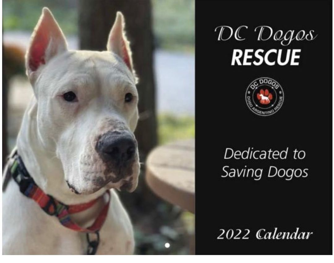 Our 2022 Calendar Fundraiser has LAUNCHED! 

Sorry for the wait but we have been busy saving dogs!  We have 100 to sell and last year they all sold out so don't wait too long!

You can purchase 1 for $25 but if you buy 2 or more they are $20 each. Each month features beautiful rescues we brought in over the year sharing their story! 

Link to purchase is live on our FB page or visit: www.yearbox.com/calendarsforgood/dcdogos-2022-calendar/

In previous years we offered the option to purchase dates with your photos.  Due to our own time limitations this year we just couldn't since we are over capacity and busy taking care of the dogs in the rescue. Thanks for your continued support and hope you enjoy the 2022 calendar as much as we do! <a target='_blank' href='https://www.instagram.com/explore/tags/dcdogos/'>#dcdogos</a> <a target='_blank' href='https://www.instagram.com/explore/tags/dcdogosrescue/'>#dcdogosrescue</a> <a target='_blank' href='https://www.instagram.com/explore/tags/dedicatedtosavingdogos/'>#dedicatedtosavingdogos</a> <a target='_blank' href='https://www.instagram.com/explore/tags/dcdogoscalendar/'>#dcdogoscalendar</a> <a target='_blank' href='https://www.instagram.com/explore/tags/dcdogoscalendarfundraiser/'>#dcdogoscalendarfundraiser</a> <a target='_blank' href='https://www.instagram.com/explore/tags/saveadogo/'>#saveadogo</a>