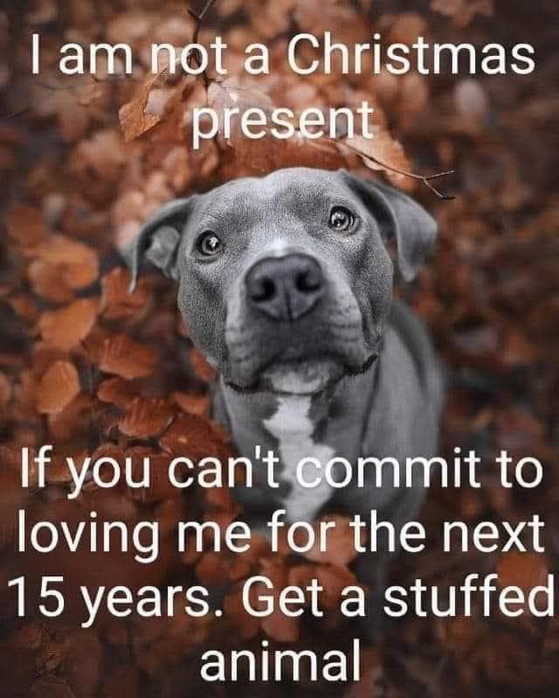 Dogs and cats aren’t holiday presents - If you can’t commit to to loving your dog or cat for the next 15 years, get a stuffed animal! 🧸Or donate to a local shelter on their behalf 😉❤️ Meet <a target='_blank' href='https://www.instagram.com/explore/tags/adoptable/'>#adoptable</a> dogs and puppies looking for their <a target='_blank' href='https://www.instagram.com/explore/tags/fureverhomes/'>#fureverhomes</a> with @findingabestfriend ❤️
.
.
.
.
<a target='_blank' href='https://www.instagram.com/explore/tags/rescuedogs/'>#rescuedogs</a> <a target='_blank' href='https://www.instagram.com/explore/tags/adoptdontshop/'>#adoptdontshop</a> <a target='_blank' href='https://www.instagram.com/explore/tags/dogadoption/'>#dogadoption</a> <a target='_blank' href='https://www.instagram.com/explore/tags/sanramon/'>#sanramon</a> <a target='_blank' href='https://www.instagram.com/explore/tags/adoptme/'>#adoptme</a> <a target='_blank' href='https://www.instagram.com/explore/tags/sfbayarea/'>#sfbayarea</a> <a target='_blank' href='https://www.instagram.com/explore/tags/myfavoritebreedisrescued/'>#myfavoritebreedisrescued</a> <a target='_blank' href='https://www.instagram.com/explore/tags/stockton/'>#stockton</a> <a target='_blank' href='https://www.instagram.com/explore/tags/sacramento/'>#sacramento</a> <a target='_blank' href='https://www.instagram.com/explore/tags/sanfrancisco/'>#sanfrancisco</a> <a target='_blank' href='https://www.instagram.com/explore/tags/dogsofinstagram/'>#dogsofinstagram</a>  <a target='_blank' href='https://www.instagram.com/explore/tags/puppiesofinstagram/'>#puppiesofinstagram</a> <a target='_blank' href='https://www.instagram.com/explore/tags/dontbullymybreed/'>#dontbullymybreed</a> <a target='_blank' href='https://www.instagram.com/explore/tags/adoptdontshop/'>#adoptdontshop</a> <a target='_blank' href='https://www.instagram.com/explore/tags/christmaspresents/'>#christmaspresents</a> <a target='_blank' href='https://www.instagram.com/explore/tags/christmasgifts/'>#christmasgifts</a>