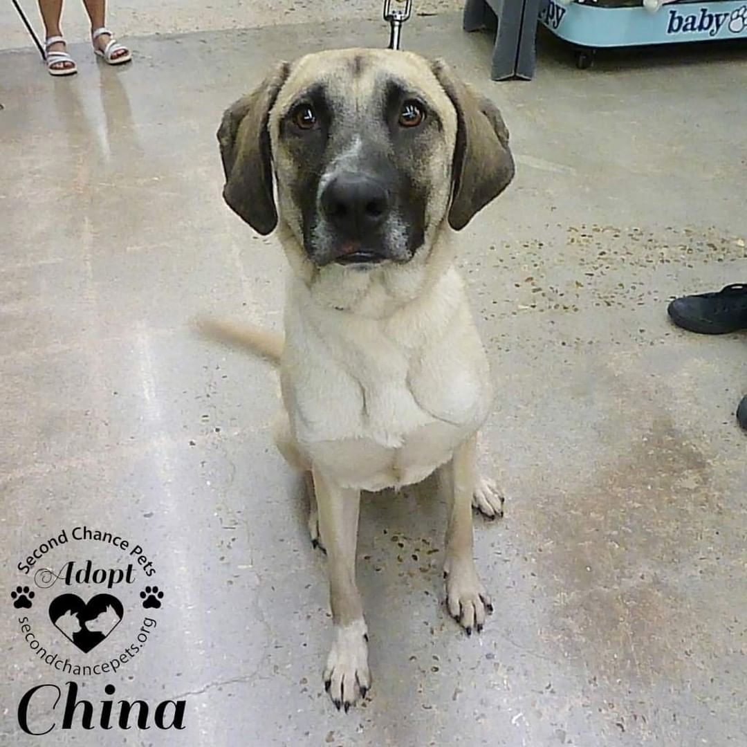 Meet China!

China is a 2 year old Anatolian Shepherd Mix and was rescued from a high volume shelter. She had a BFF at the shelter so we had to take him too! His name is Coda. They both get along very well with other large dogs and are both super friendly and playful! China loves to jump up on people to give them a hug. She knows 