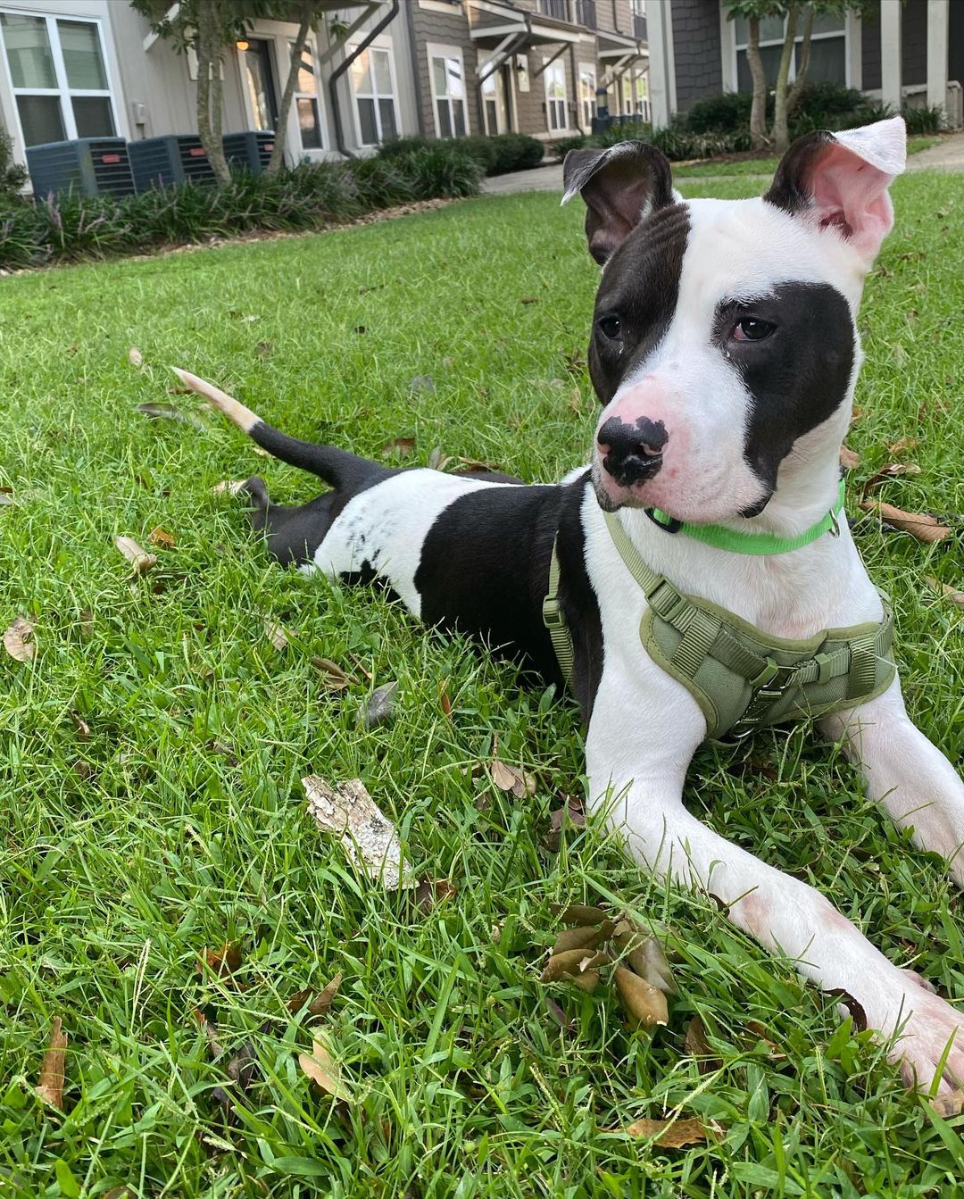 Meet our dog of the week, Beaux! 🐶

Beaux is truly a special soul! He listens super well and is loyal to his person. He loves being a couch potato but also has energy to be an active dog. He walks well on the leash except when he occasionally wants to try and to walk himself. He likes bones and knows how to entertain himself. Beaux is a quick learner and has almost mastered “leave it,” “stay” and “off.”
He is crate trained and is almost house broken. 

For more info, please email adopt@caabr.org!🐾