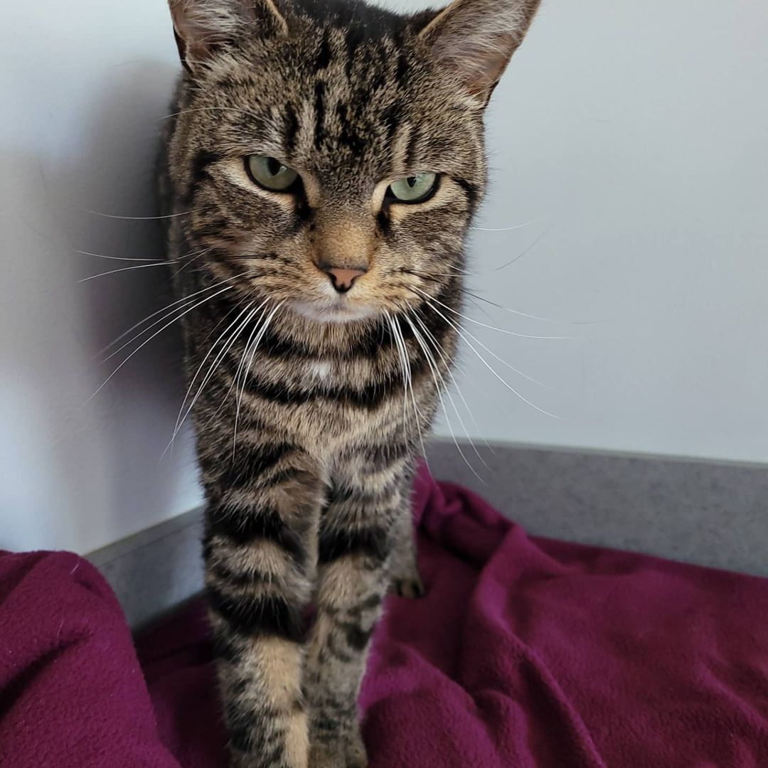 Meet Butterfinger 🍫! Butterfinger is a beautiful Marbled Tabby neutered male and approximately 3 years old. He came to us around Halloween & is the absolute sweetest boy 🥰😻! He loves to cuddle on top of the counters and cat trees. He tolerates other cats as long as they are on the mellow side. Although he has a grumpy looking face, he would love a furever home so he could get pets and belly rubs all day long 🙌🏻 
.
.
If you are interested in Butterfinger, please submit an online application and email it to michelle@theanimalhavenct.org! 
.
.
<a target='_blank' href='https://www.instagram.com/explore/tags/Butterfinger/'>#Butterfinger</a> <a target='_blank' href='https://www.instagram.com/explore/tags/marbledtabby/'>#marbledtabby</a> <a target='_blank' href='https://www.instagram.com/explore/tags/tabbycat/'>#tabbycat</a> <a target='_blank' href='https://www.instagram.com/explore/tags/tabbycatsofinstagram/'>#tabbycatsofinstagram</a> <a target='_blank' href='https://www.instagram.com/explore/tags/catsofinstagram/'>#catsofinstagram</a> <a target='_blank' href='https://www.instagram.com/explore/tags/bigstretch/'>#bigstretch</a> <a target='_blank' href='https://www.instagram.com/explore/tags/grumpyface/'>#grumpyface</a> <a target='_blank' href='https://www.instagram.com/explore/tags/cuddlebug/'>#cuddlebug</a> <a target='_blank' href='https://www.instagram.com/explore/tags/fureverhome/'>#fureverhome</a> <a target='_blank' href='https://www.instagram.com/explore/tags/adoptable/'>#adoptable</a> <a target='_blank' href='https://www.instagram.com/explore/tags/adoptme/'>#adoptme</a> <a target='_blank' href='https://www.instagram.com/explore/tags/adoptdontshop/'>#adoptdontshop</a> <a target='_blank' href='https://www.instagram.com/explore/tags/theanimalhavenct/'>#theanimalhavenct</a> <a target='_blank' href='https://www.instagram.com/explore/tags/theanimalhaven/'>#theanimalhaven</a> <a target='_blank' href='https://www.instagram.com/explore/tags/animalhaven/'>#animalhaven</a> <a target='_blank' href='https://www.instagram.com/explore/tags/lapcat/'>#lapcat</a> <a target='_blank' href='https://www.instagram.com/explore/tags/makingmuffins/'>#makingmuffins</a> <a target='_blank' href='https://www.instagram.com/explore/tags/Halloweencandy/'>#Halloweencandy</a>