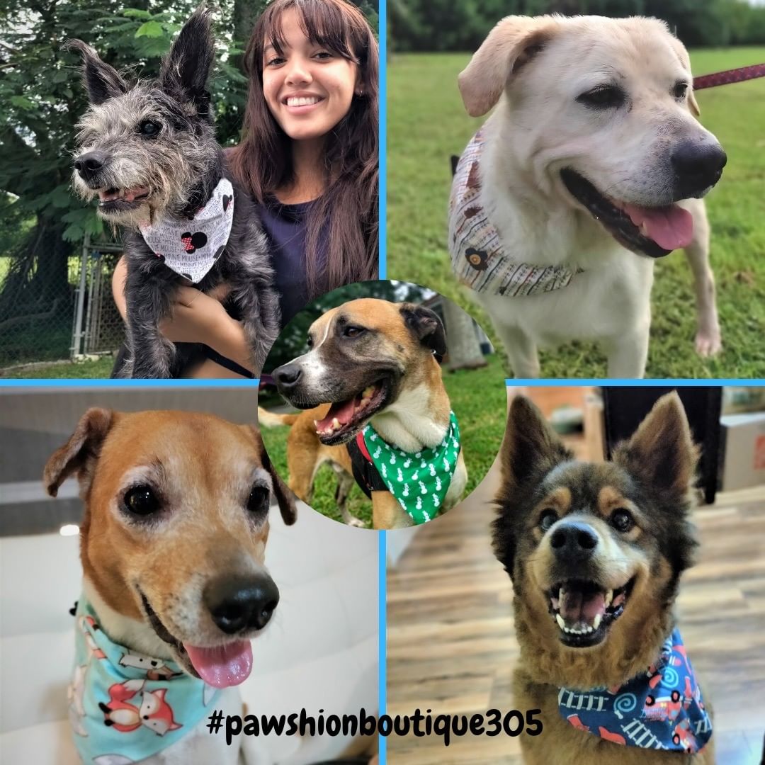 💖Thank you  @pawshionboutique305 for the amazing gift 🎁of 50 bandanas for our dogs.  We love how cheerful all the dogs look in them.
Here are a few of our beauties sporting their new bandanas!!
The bandanas have beautiful designs and are of great quality.  Please support our supporters and visit Pawshion Boutique's website https://www.instagram.com/pawshionboutique305/
<a target='_blank' href='https://www.instagram.com/explore/tags/pawshionboutique305/'>#pawshionboutique305</a> <a target='_blank' href='https://www.instagram.com/explore/tags/bandanasfordogs/'>#bandanasfordogs</a> <a target='_blank' href='https://www.instagram.com/explore/tags/adoptme/'>#adoptme</a> <a target='_blank' href='https://www.instagram.com/explore/tags/bornfreepetshelter/'>#bornfreepetshelter</a>